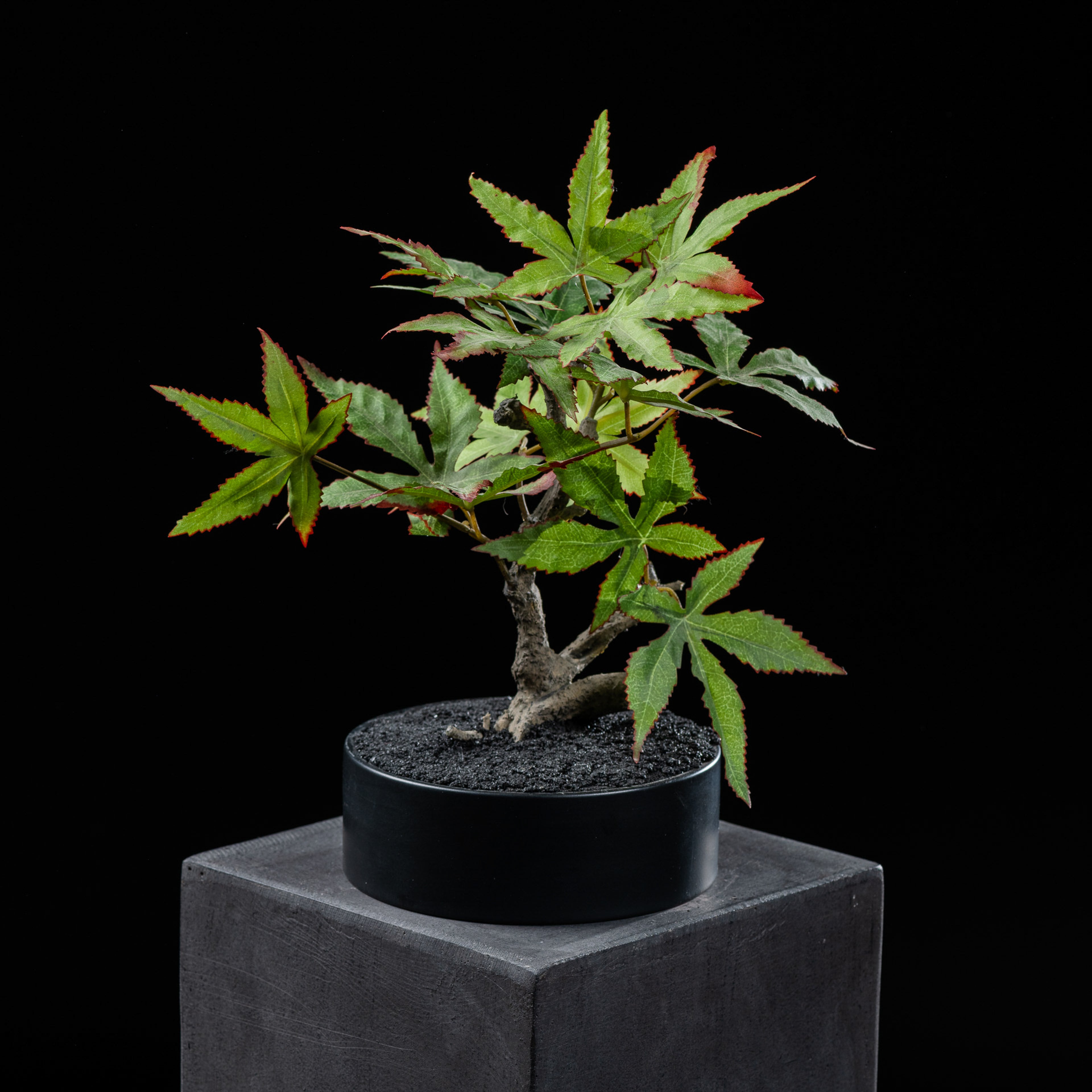 Bonsai - Erable