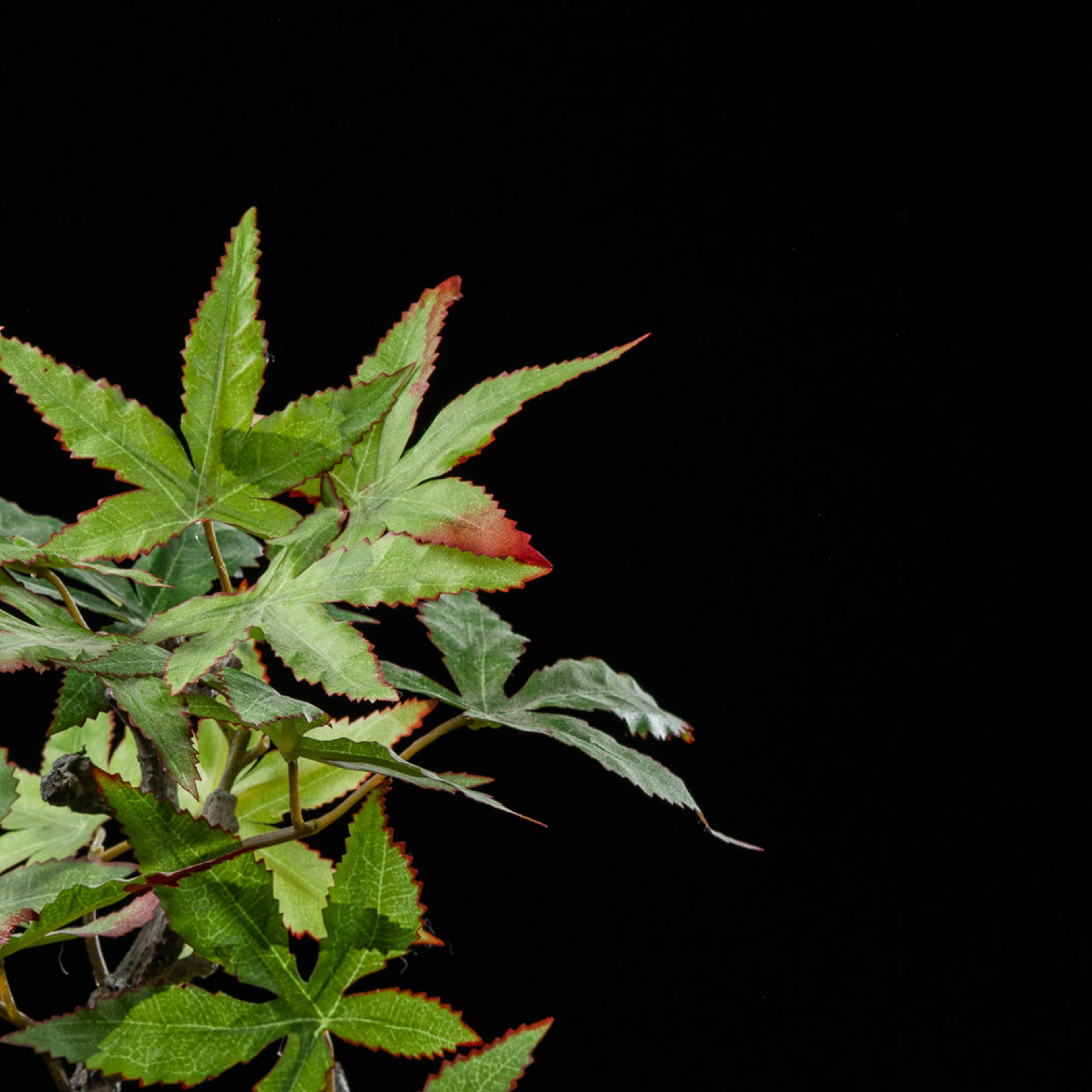Bonsai - Erable