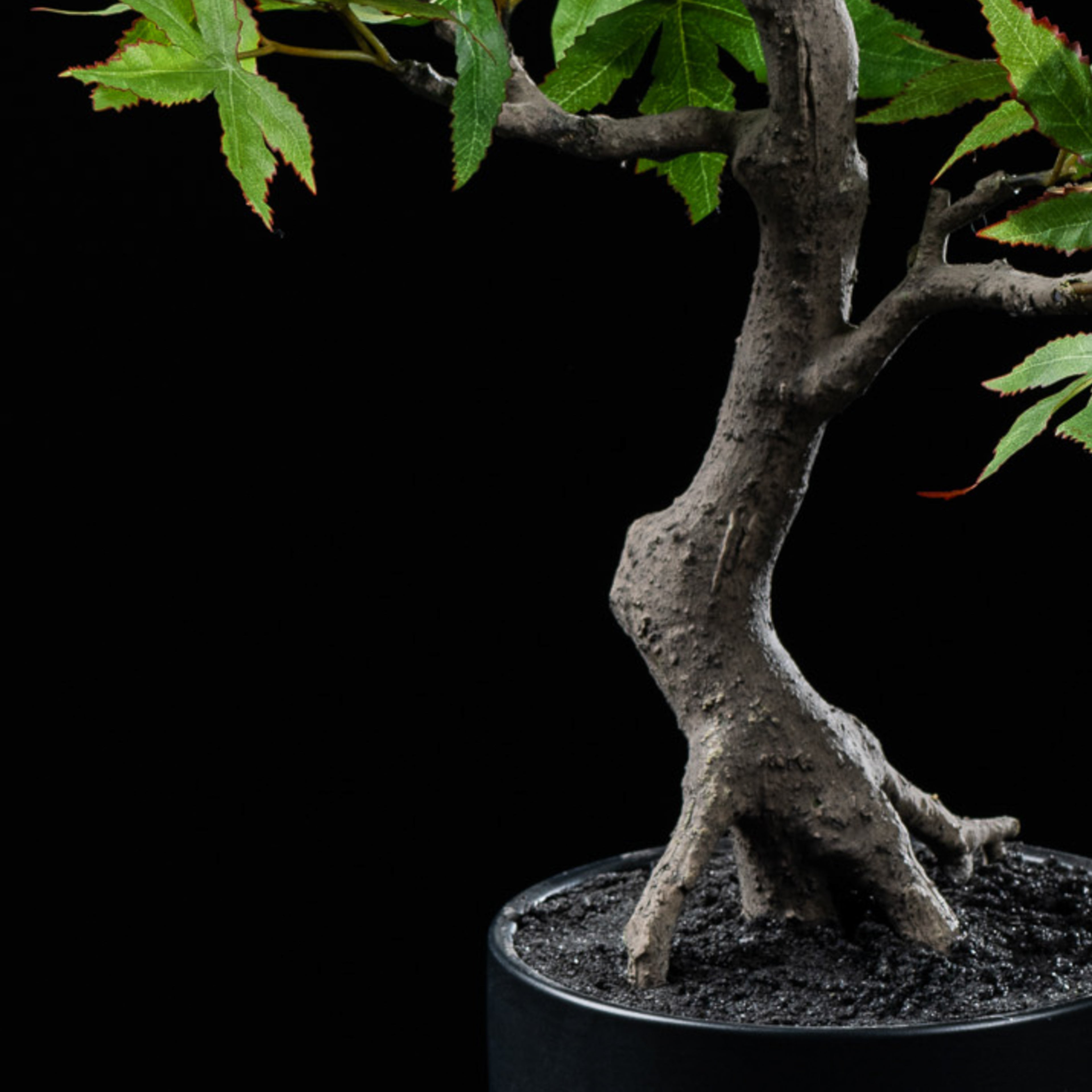 Bonsai - Erable