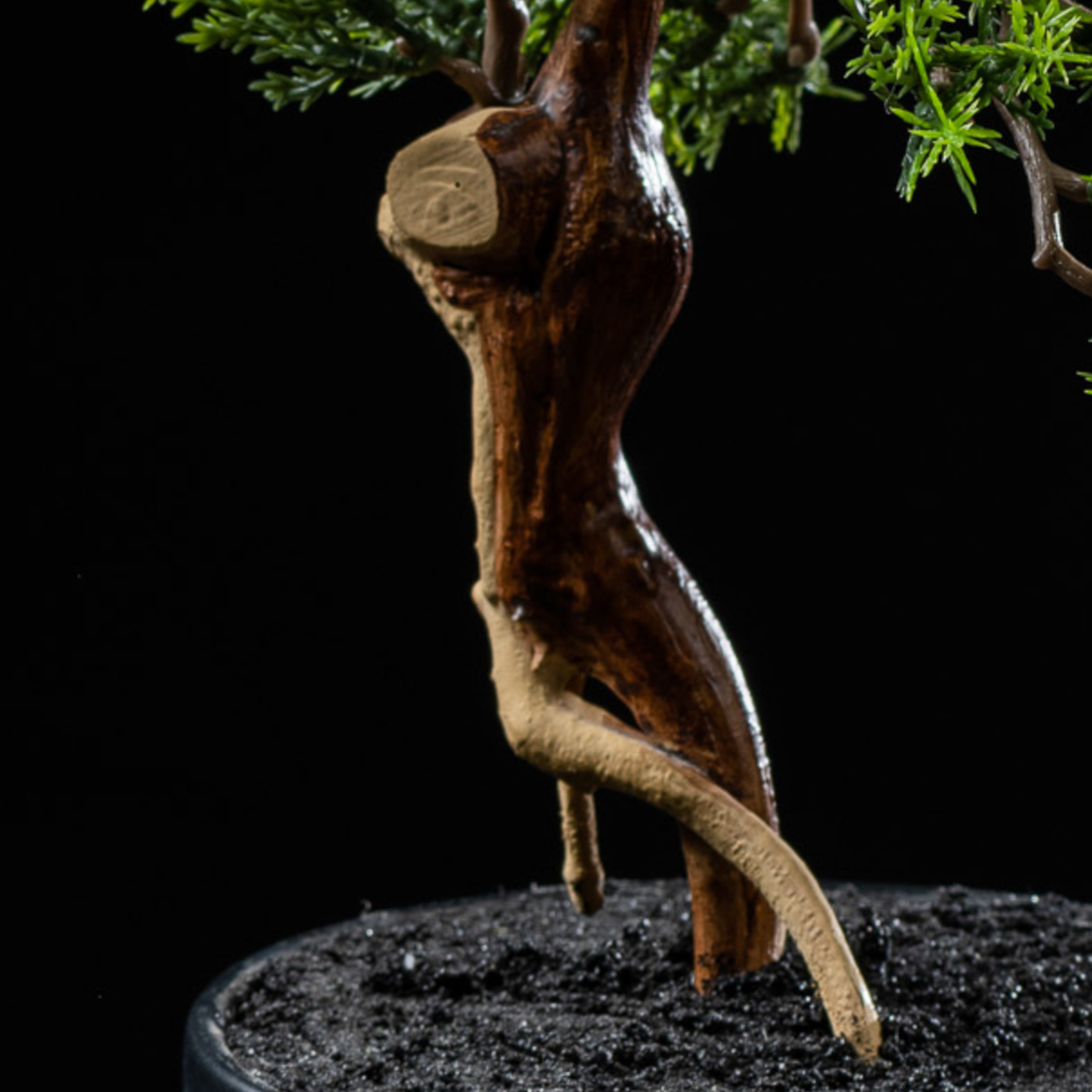 Bonsai - Thuya