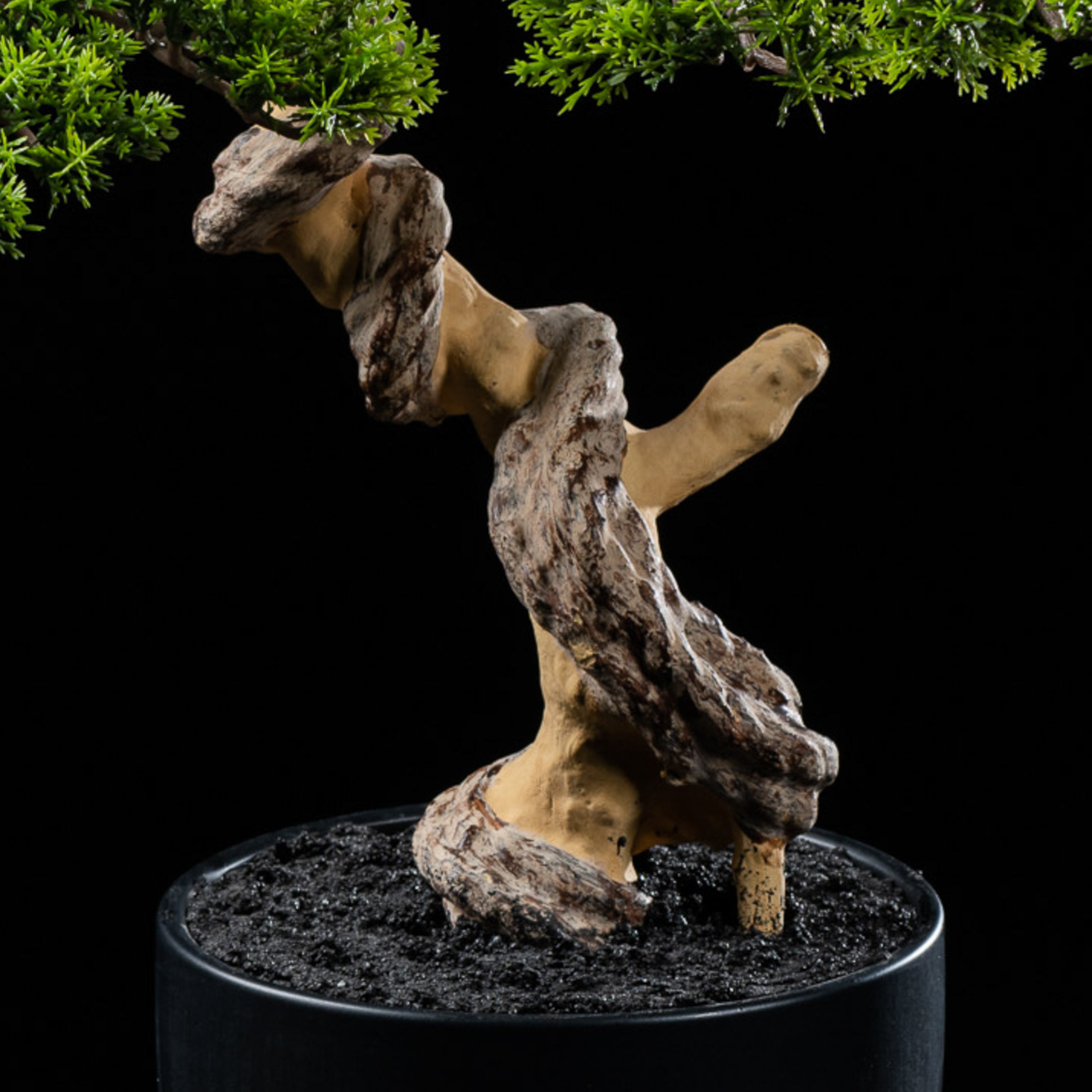 Bonsai - Thuya