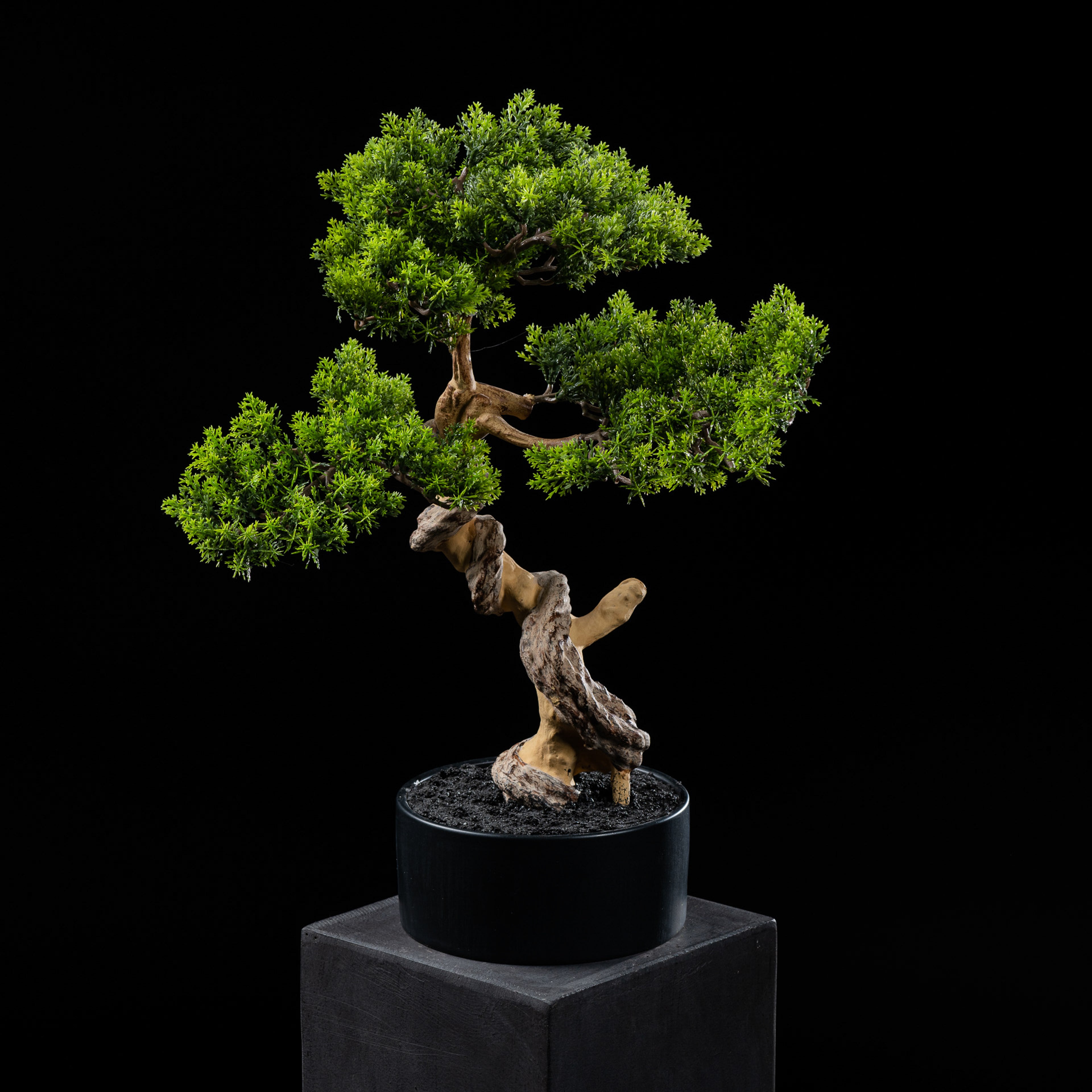 Bonsai - Thuya