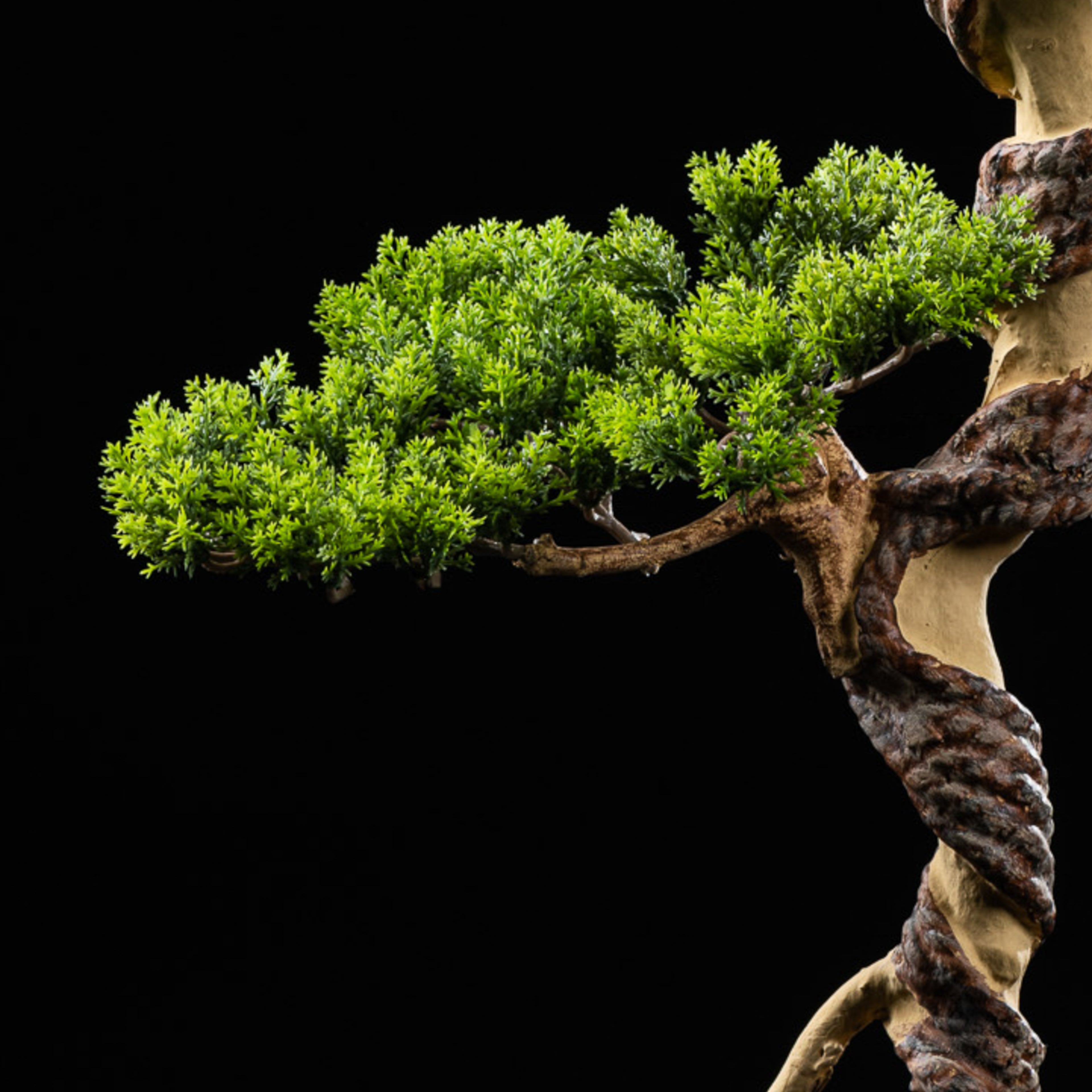 Bonsai - Thuya