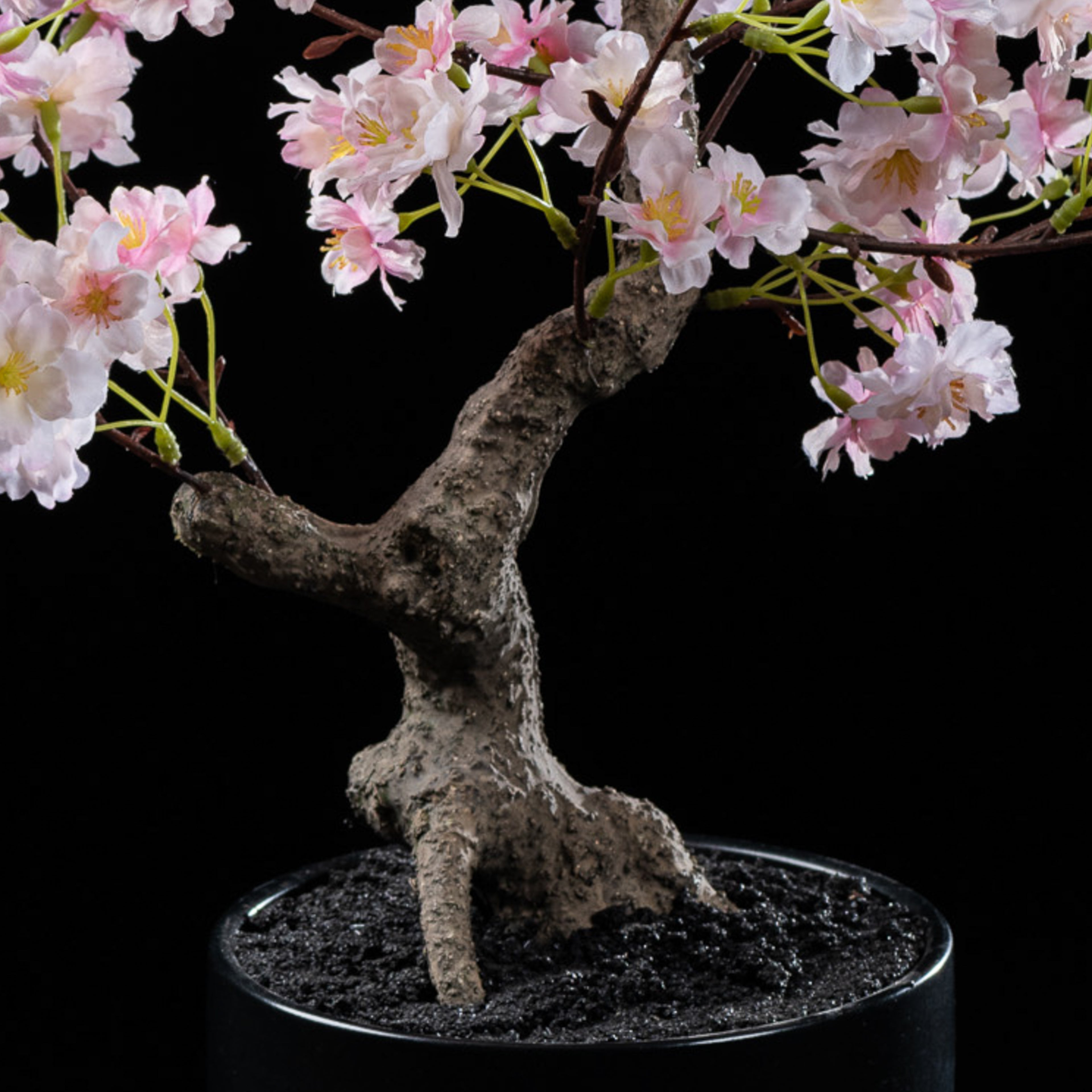 Bonsai - Cerisier