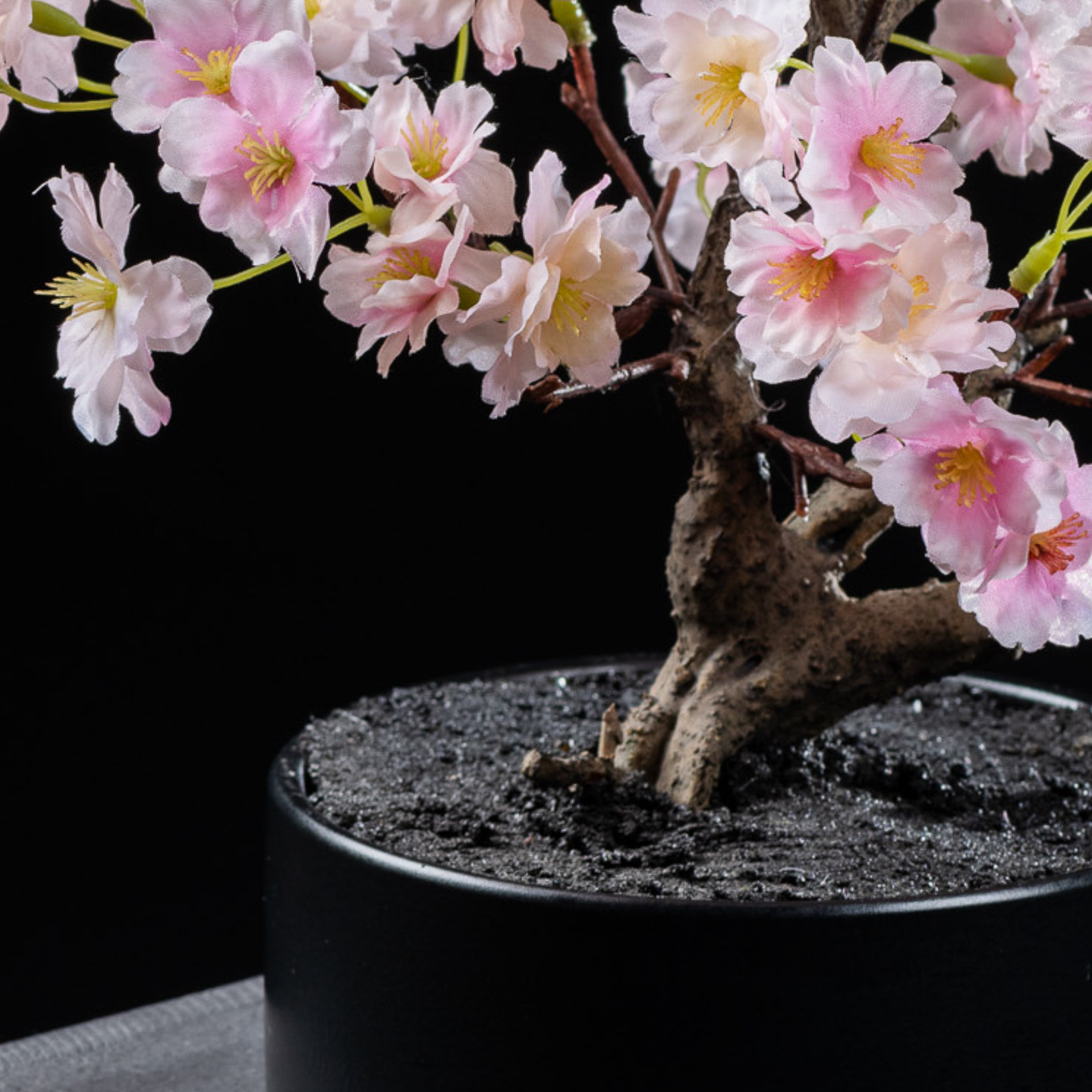 Bonsai - Cerisier