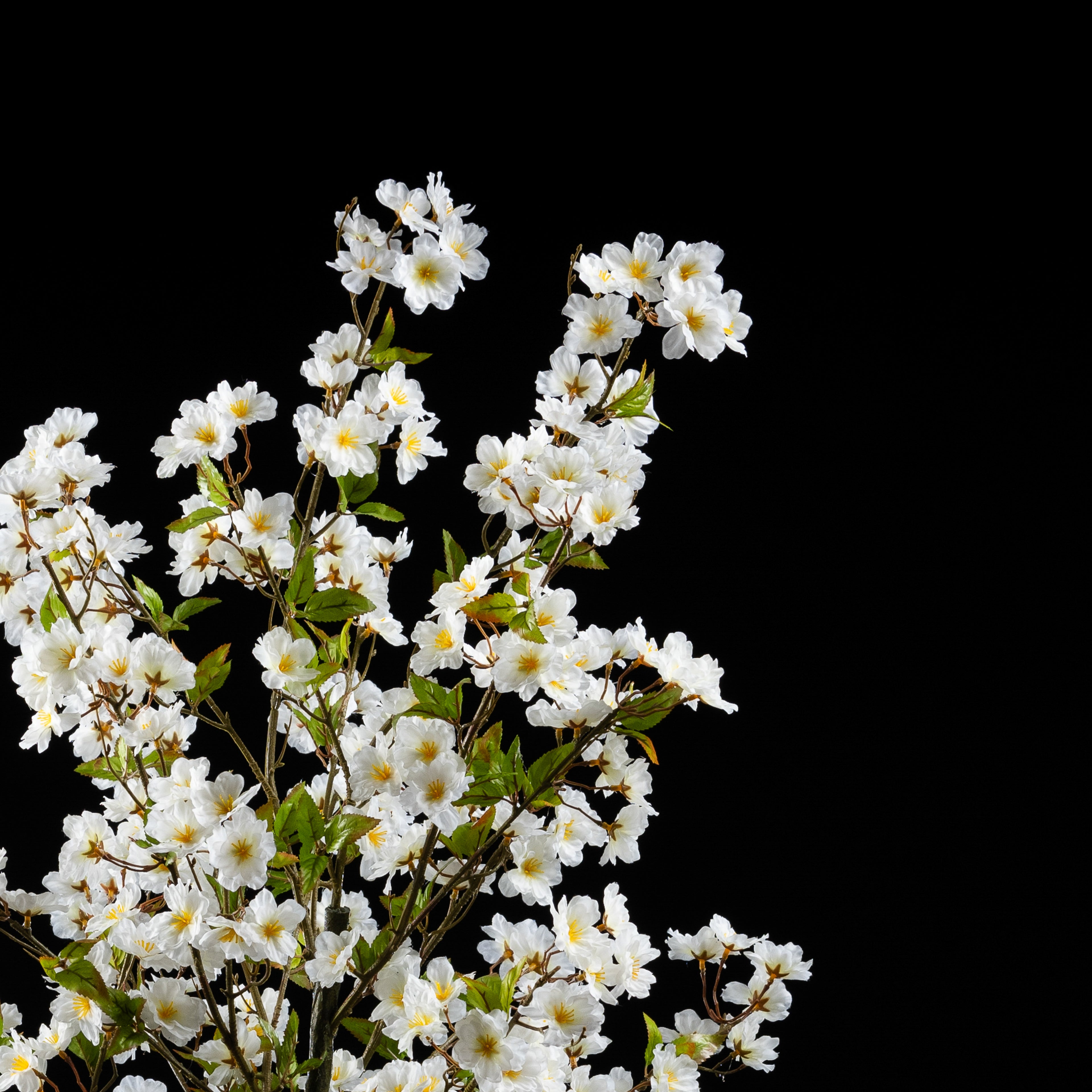 Japan cherry tree