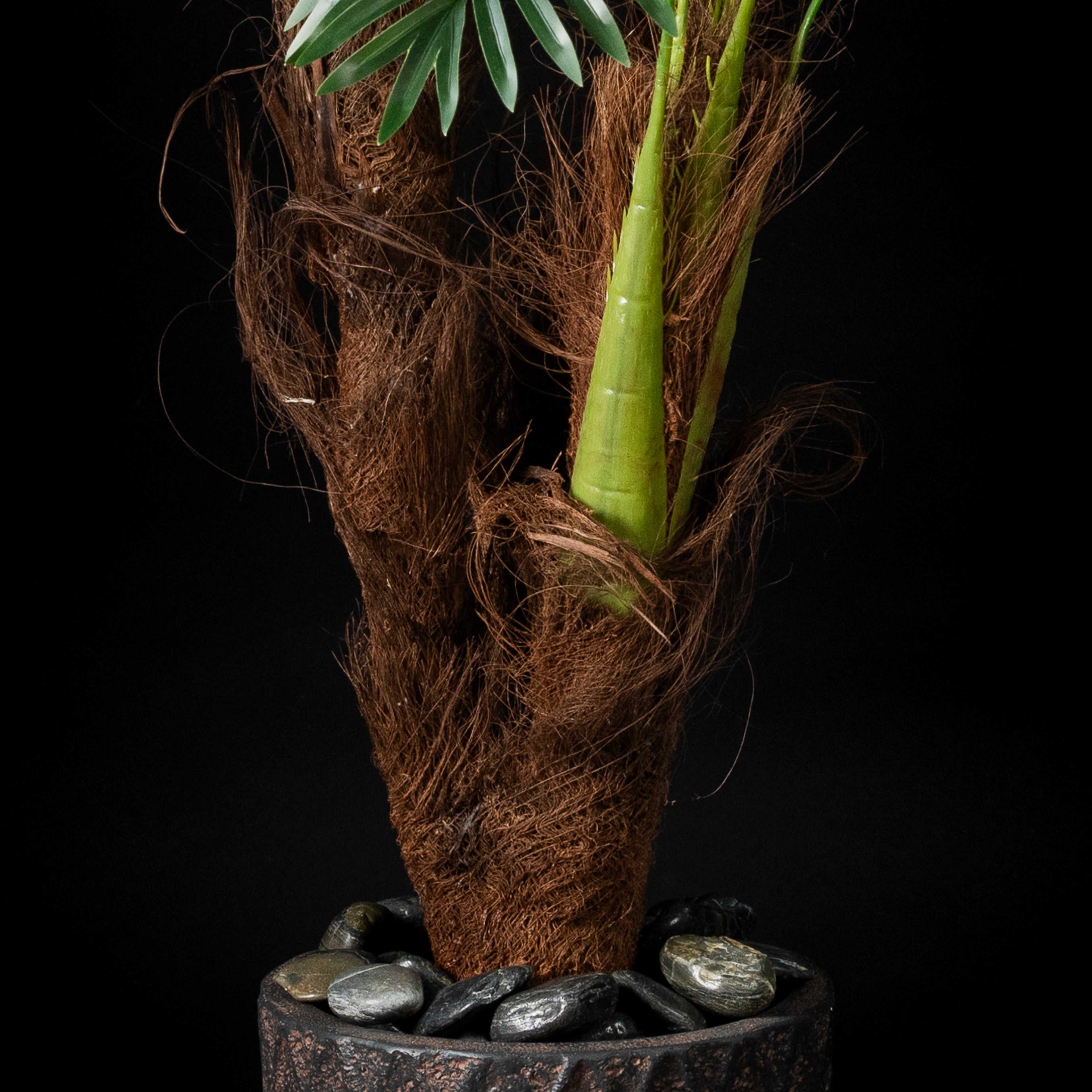 Palm tree 3 trunks
