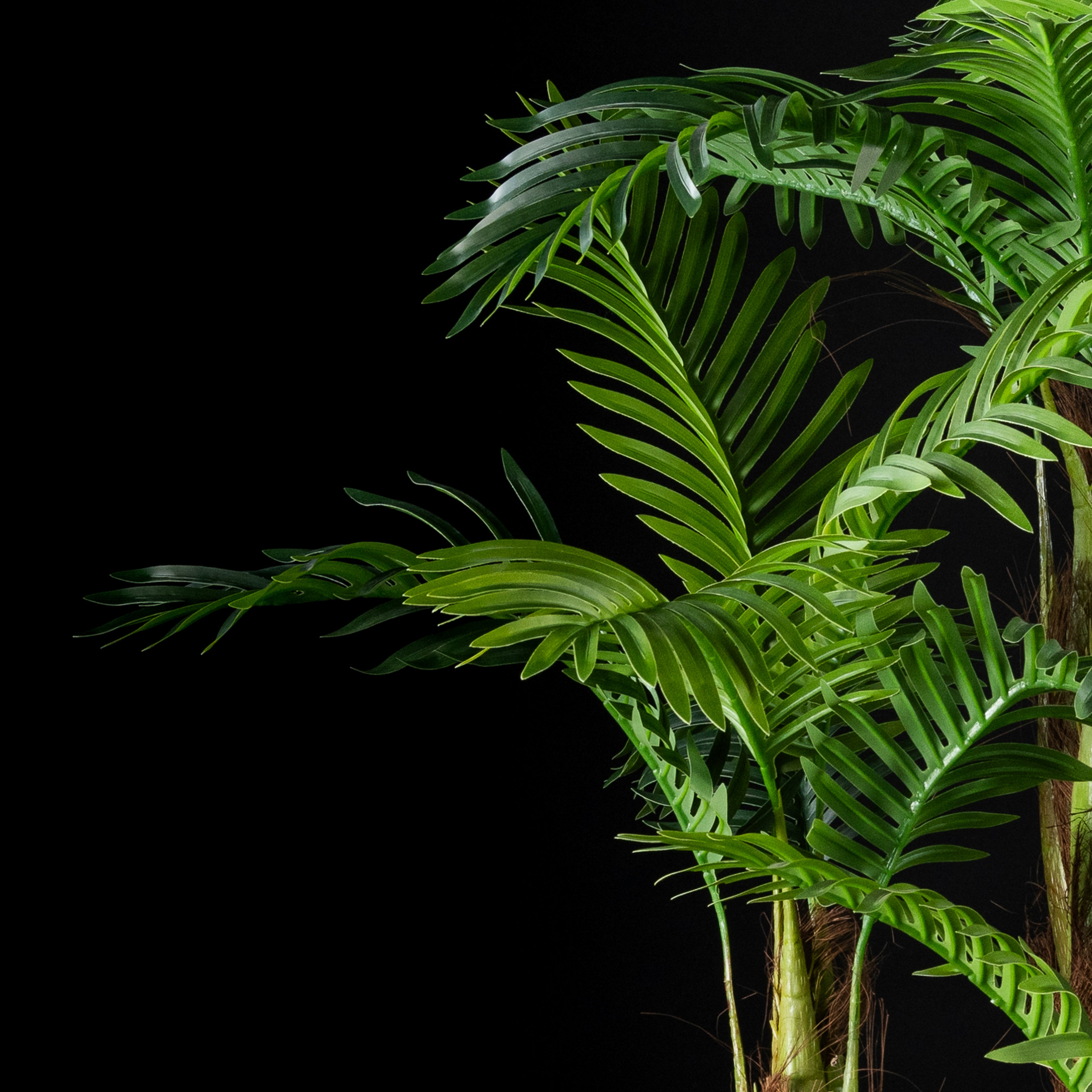 Palm tree 3 trunks
