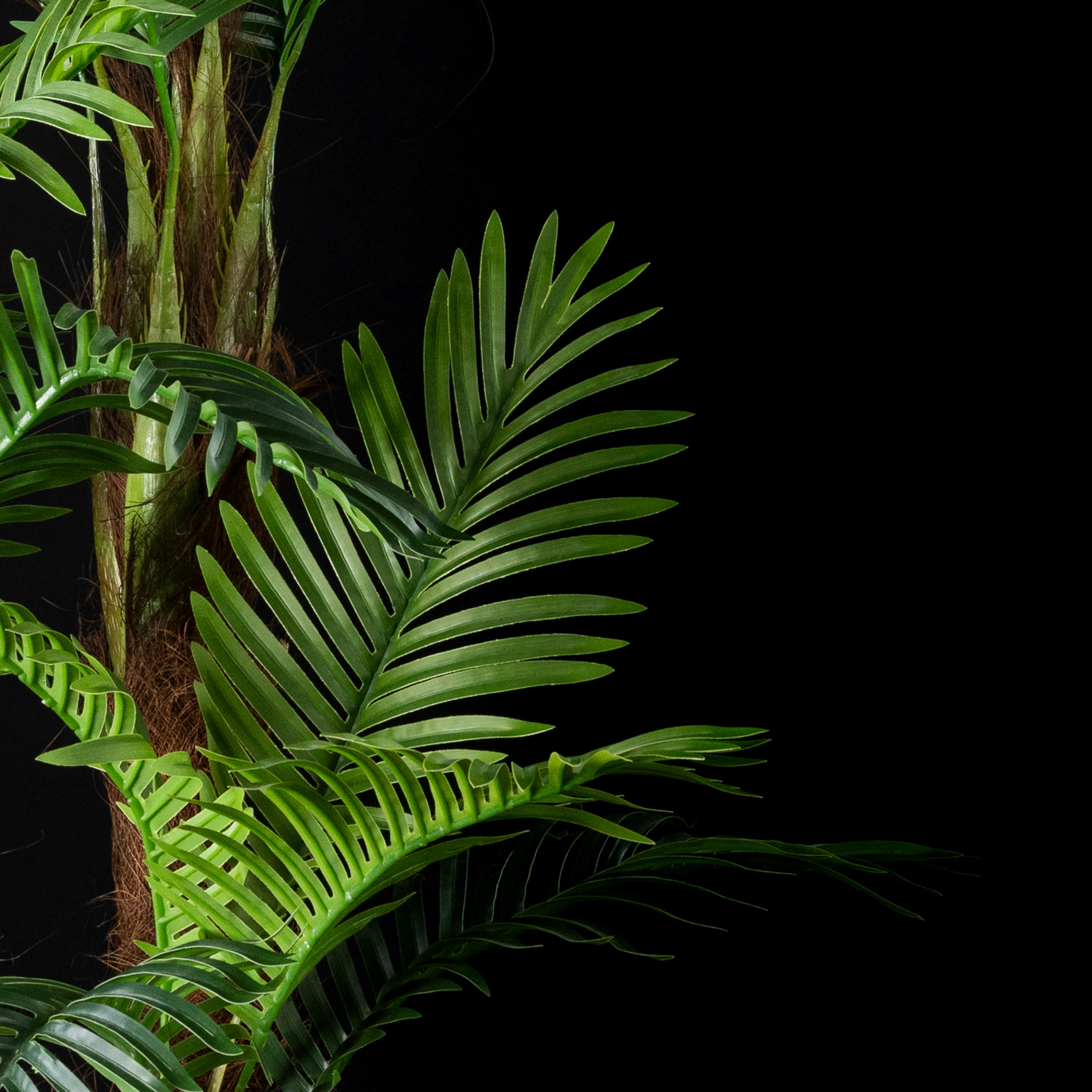 Palm tree 3 trunks