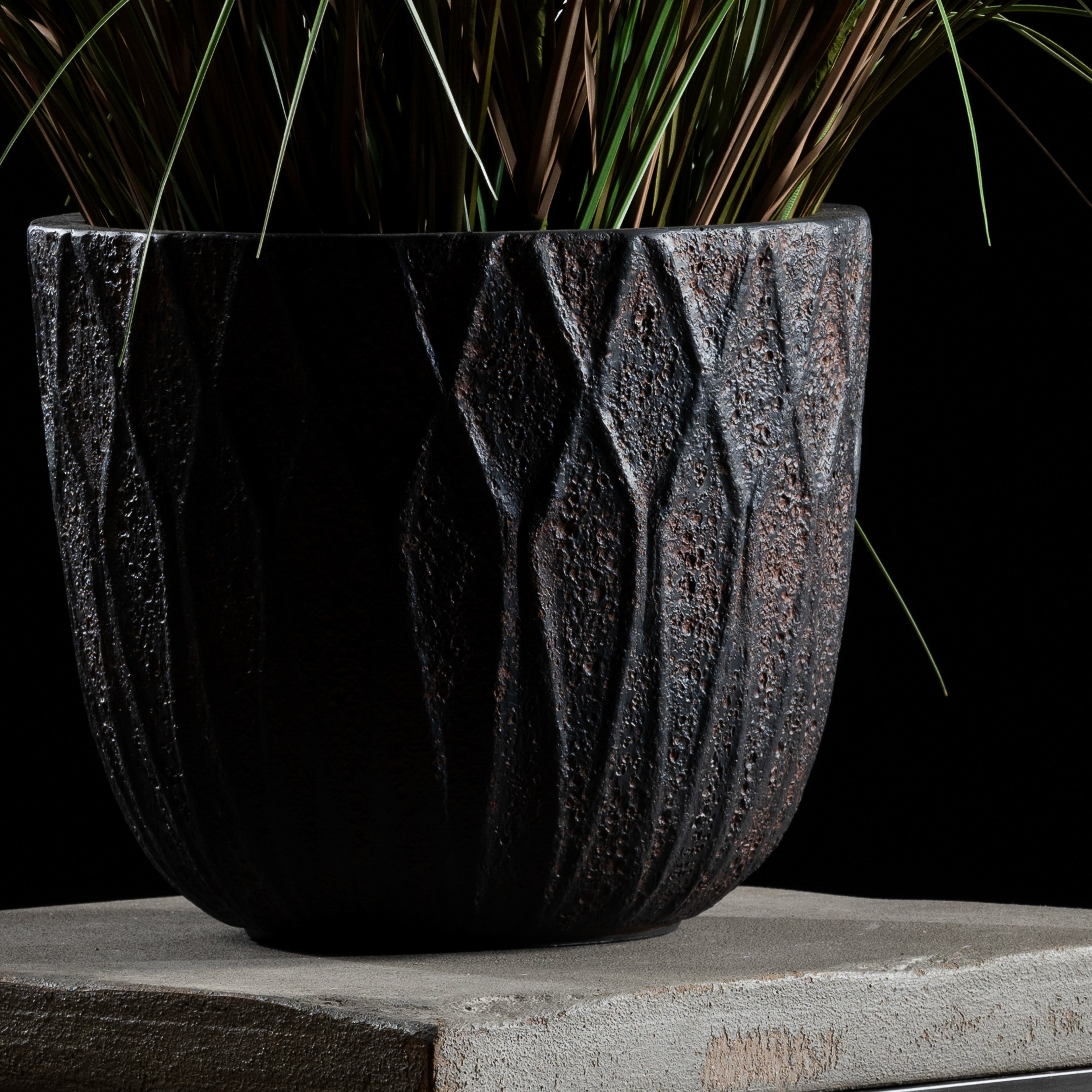 Graminée - Pennisetum