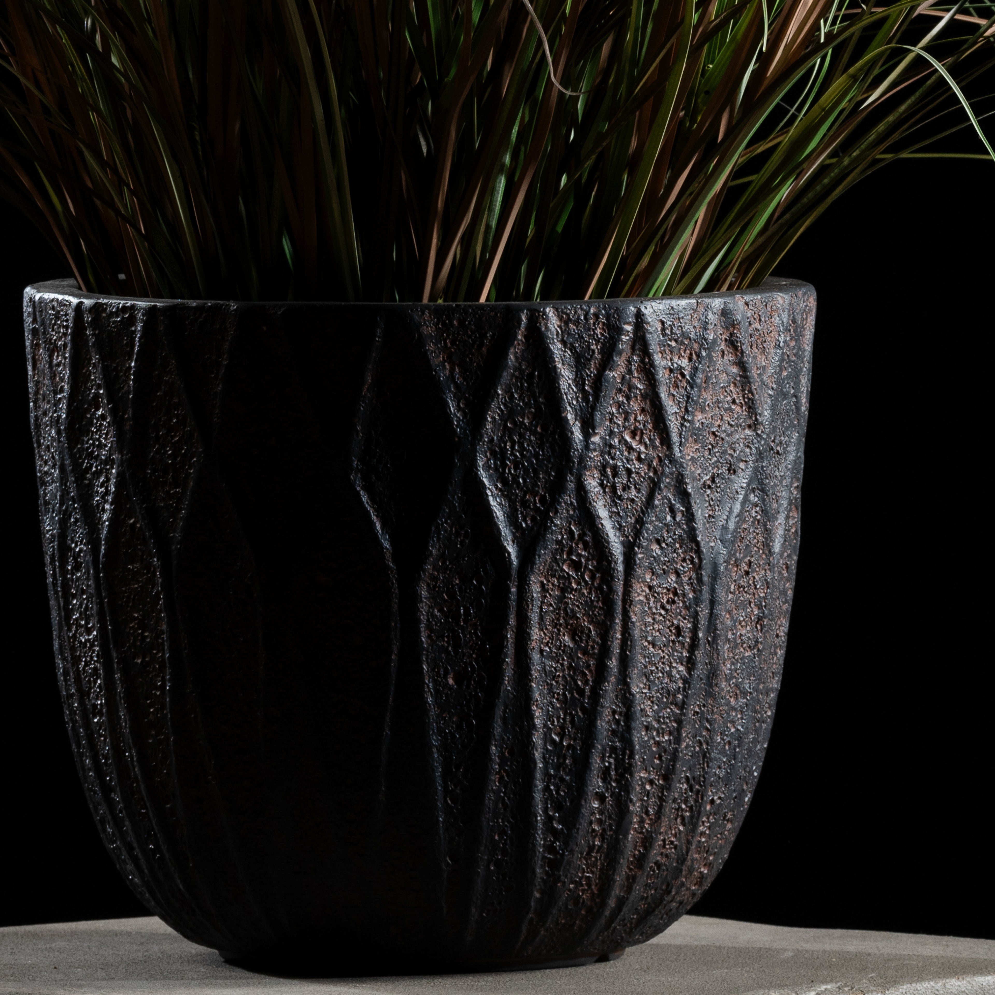 Graminée - Pennisetum