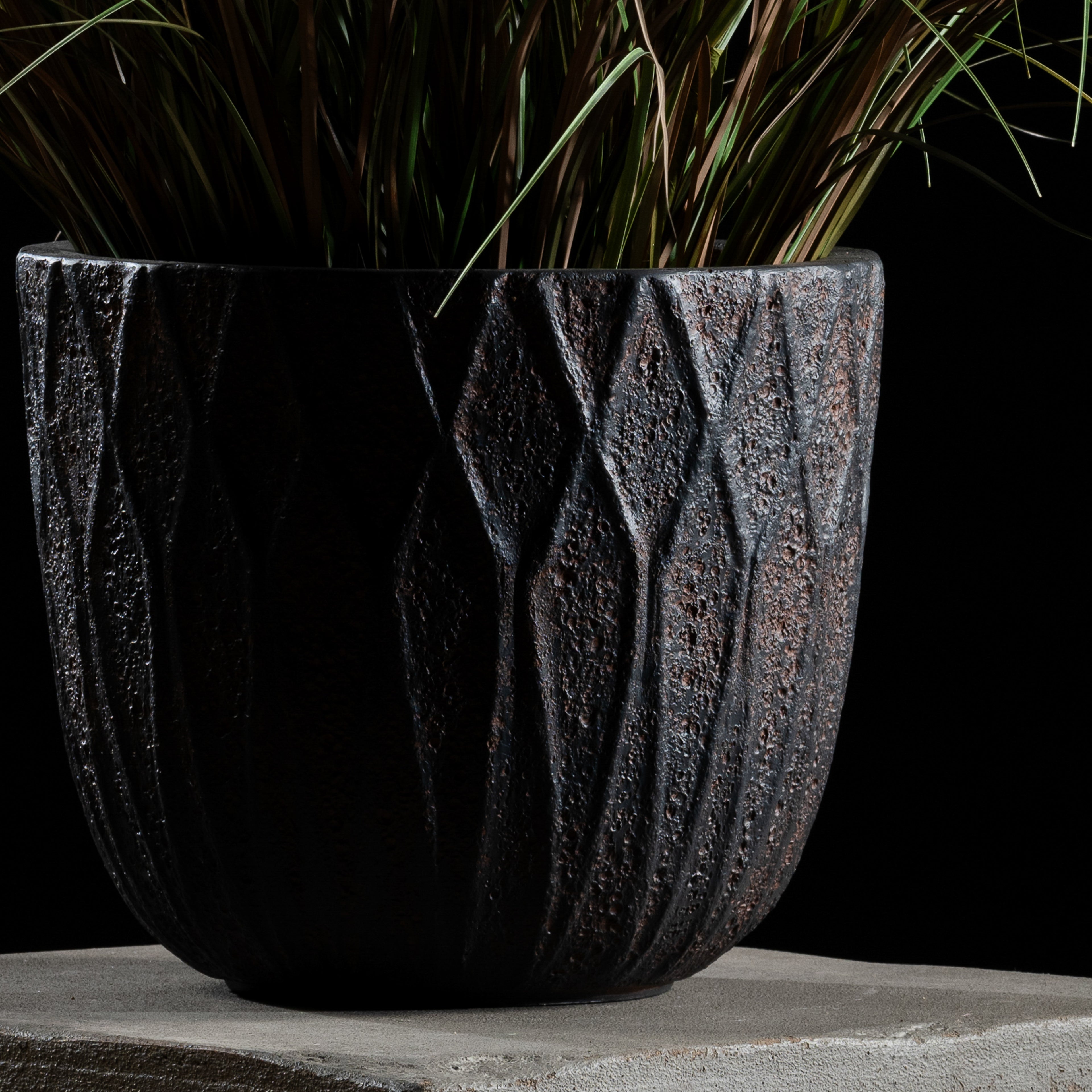 Graminée - Pennisetum