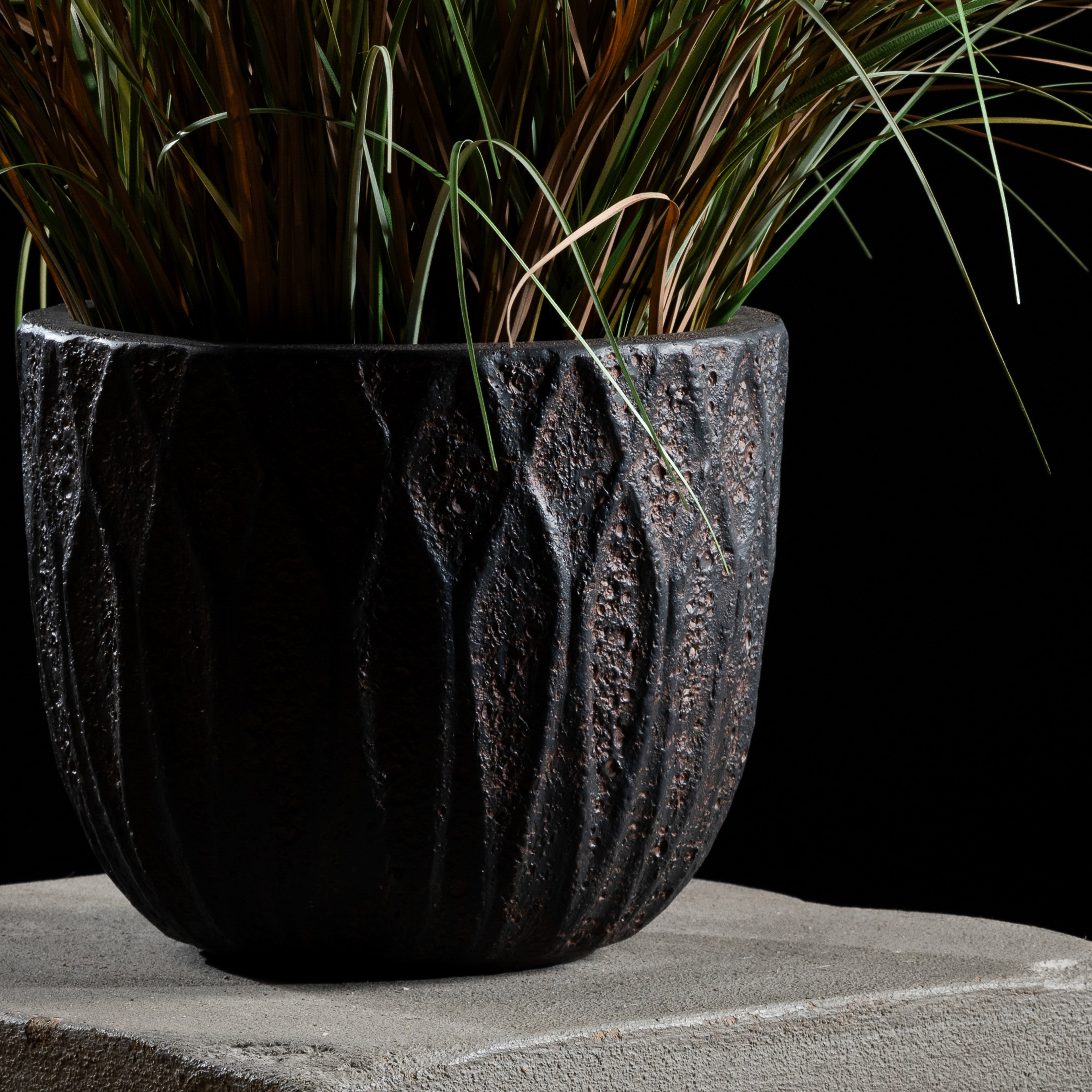 Graminée - Pennisetum