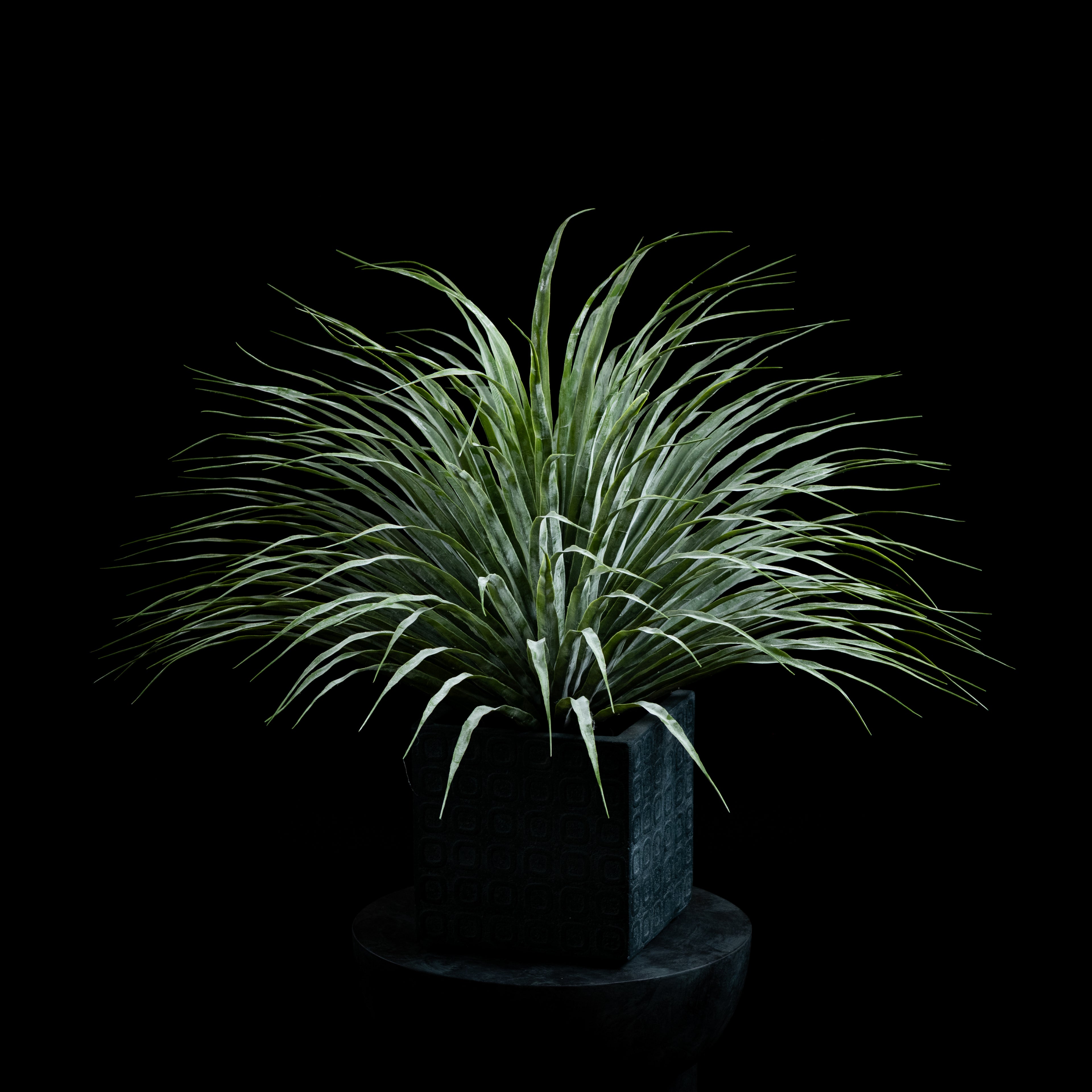 Dracaéna - Plante De Dragonnier Tou