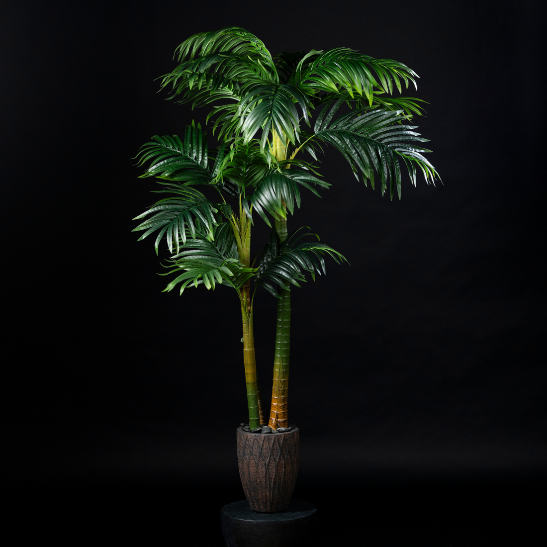 Areca - Catechu