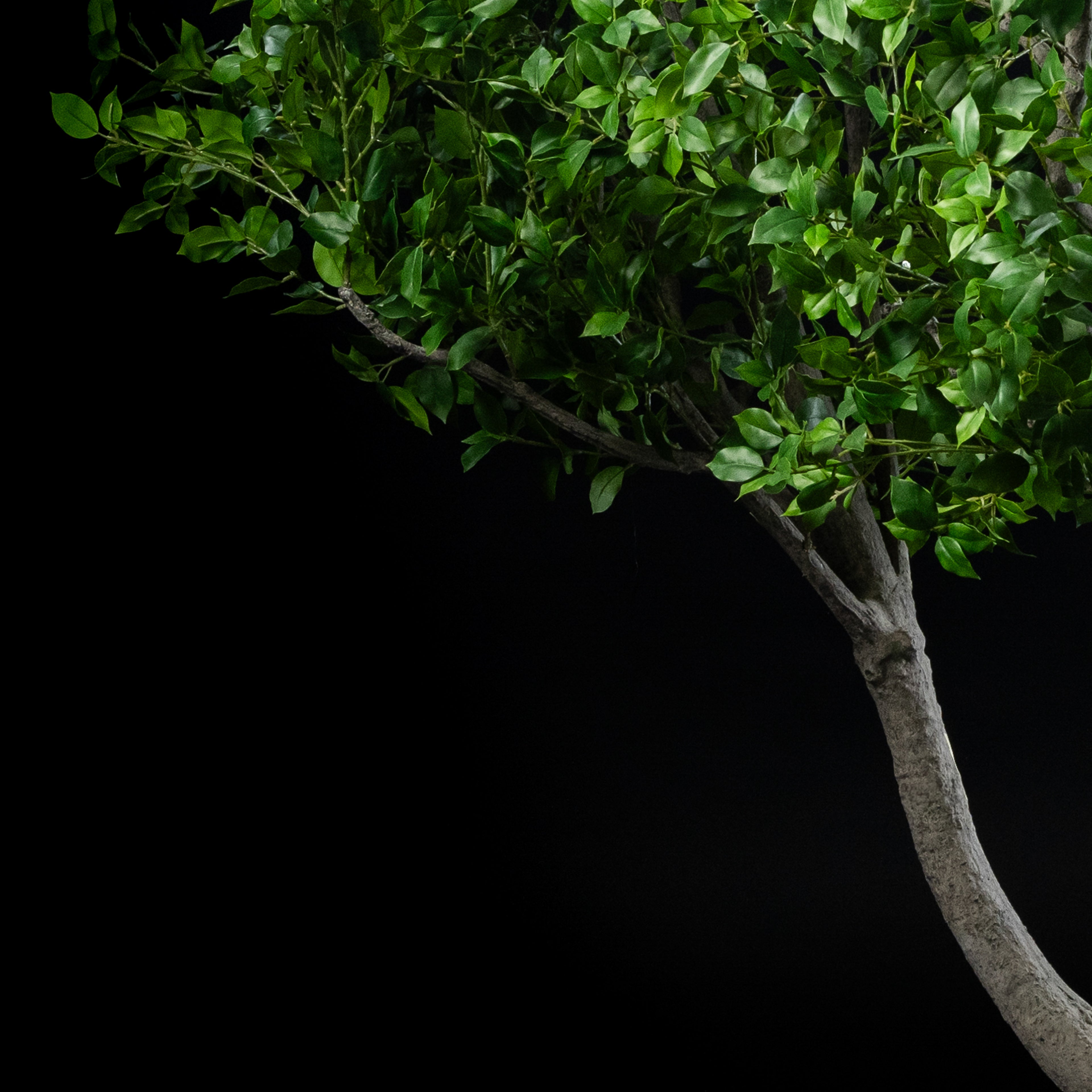 Arbre japonais artificiel Ficus 280 cm — gros plan, qualité premium réaliste