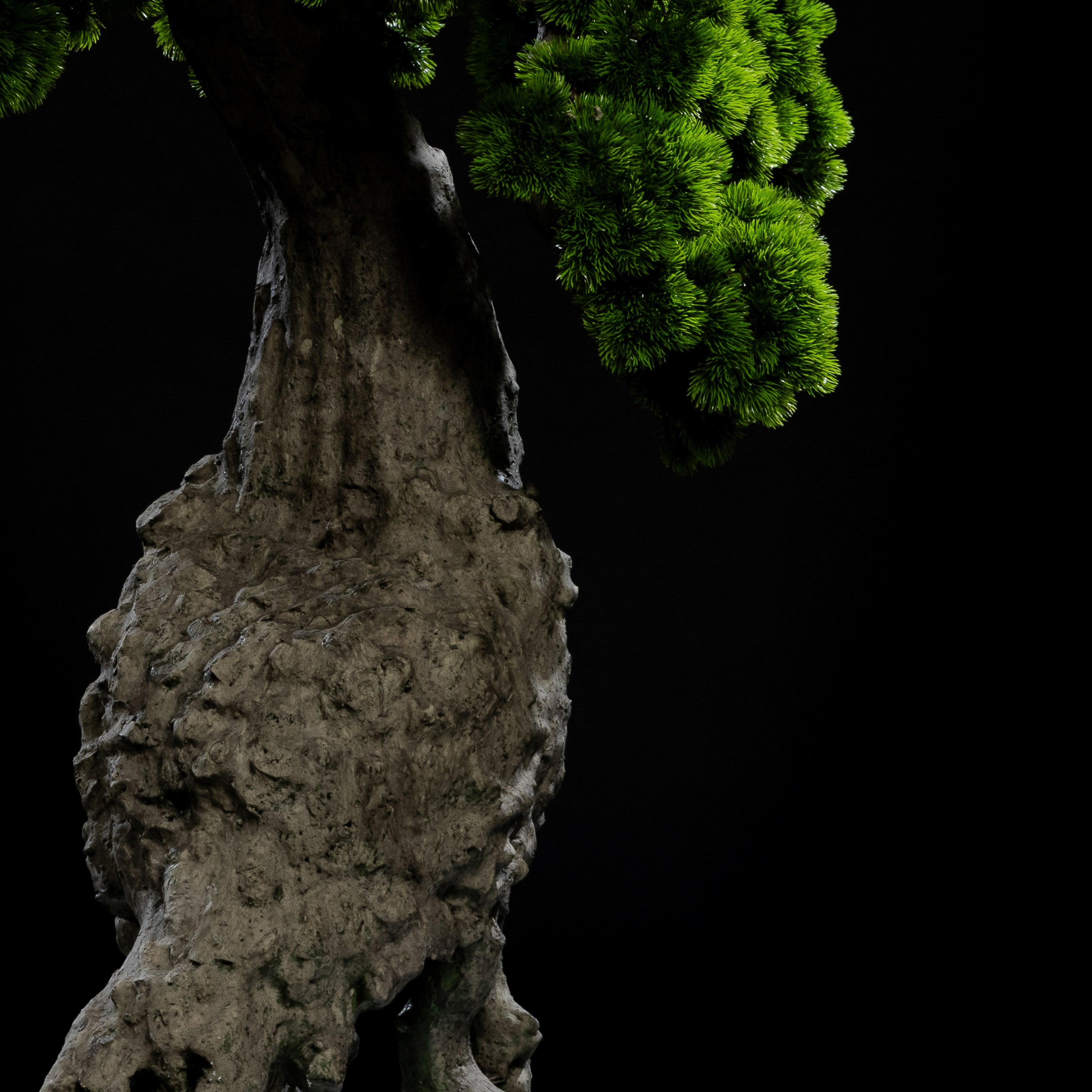 Arbre japonais artificiel Pin nuage 205 cm — gros plan, qualité premium réaliste