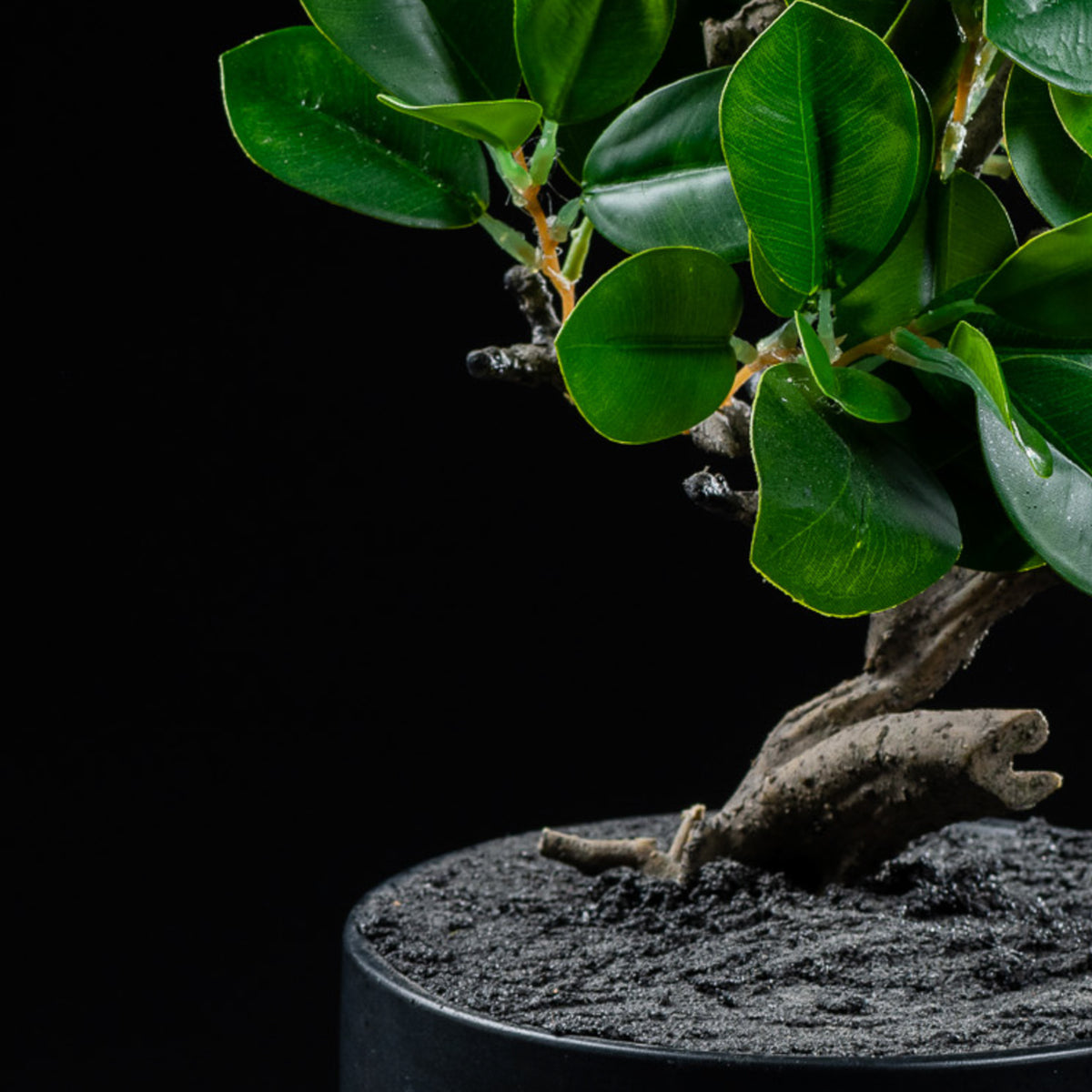 Bonsaï artificiel Ficus 30 cm — gros plan, qualité premium réaliste