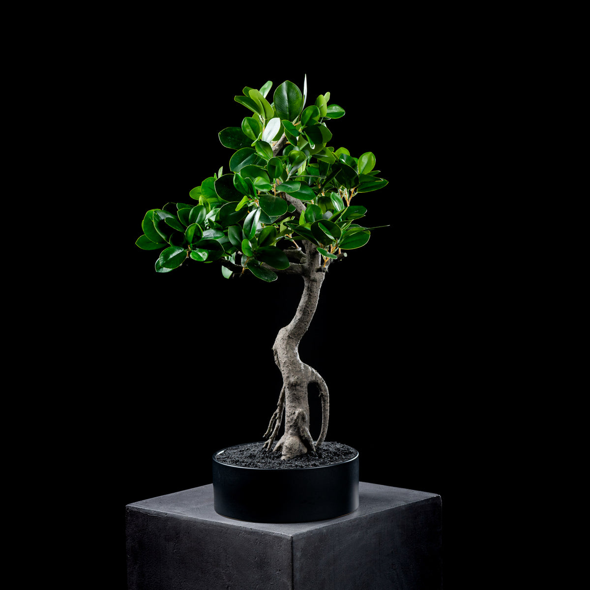 Bonsaï artificiel Japonais Ficus 60 cm — visuel produit, sans entretien pour intérieur