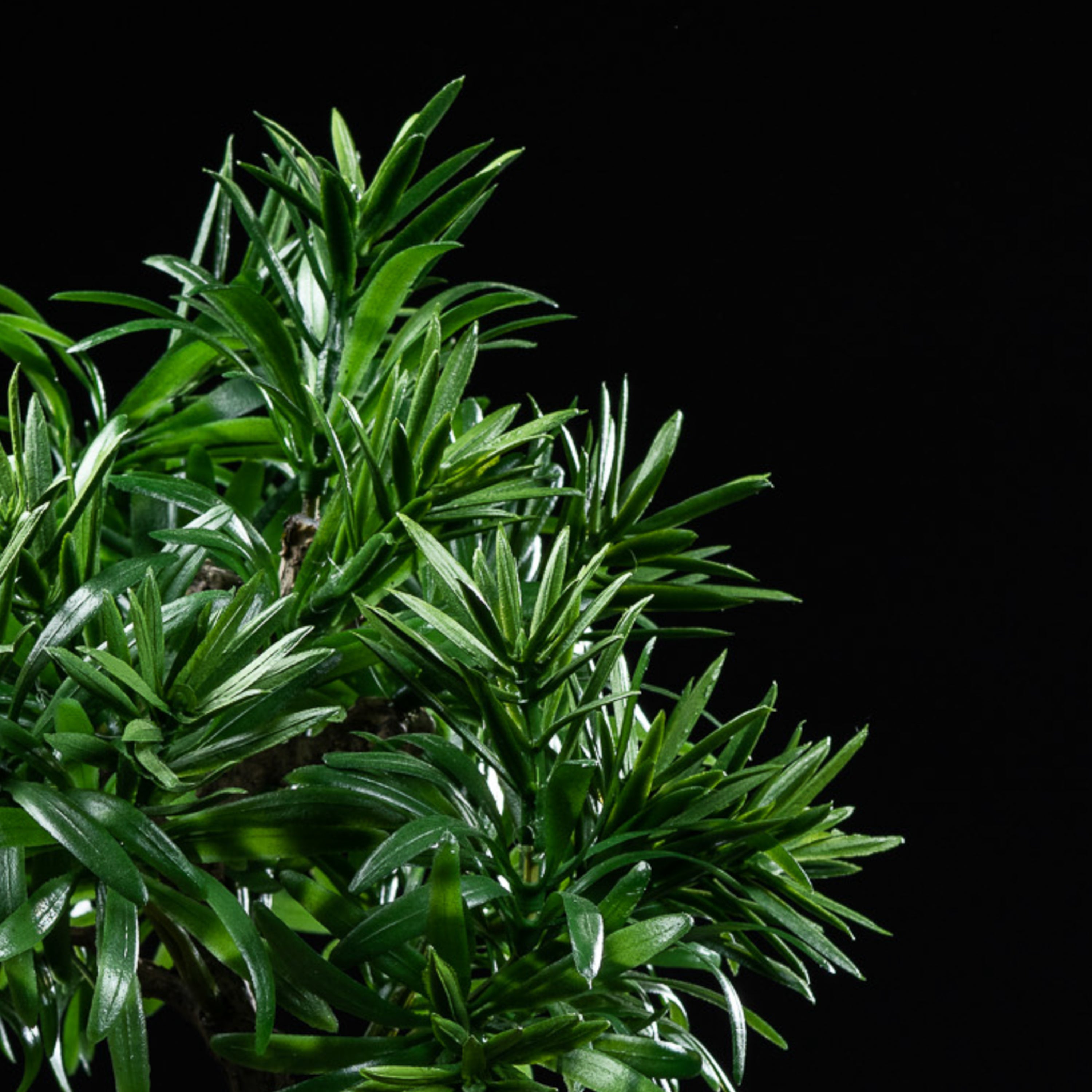 Bonsaï artificiel Podocarpus 30 cm Galan GA — déco intérieur réaliste sans entretien