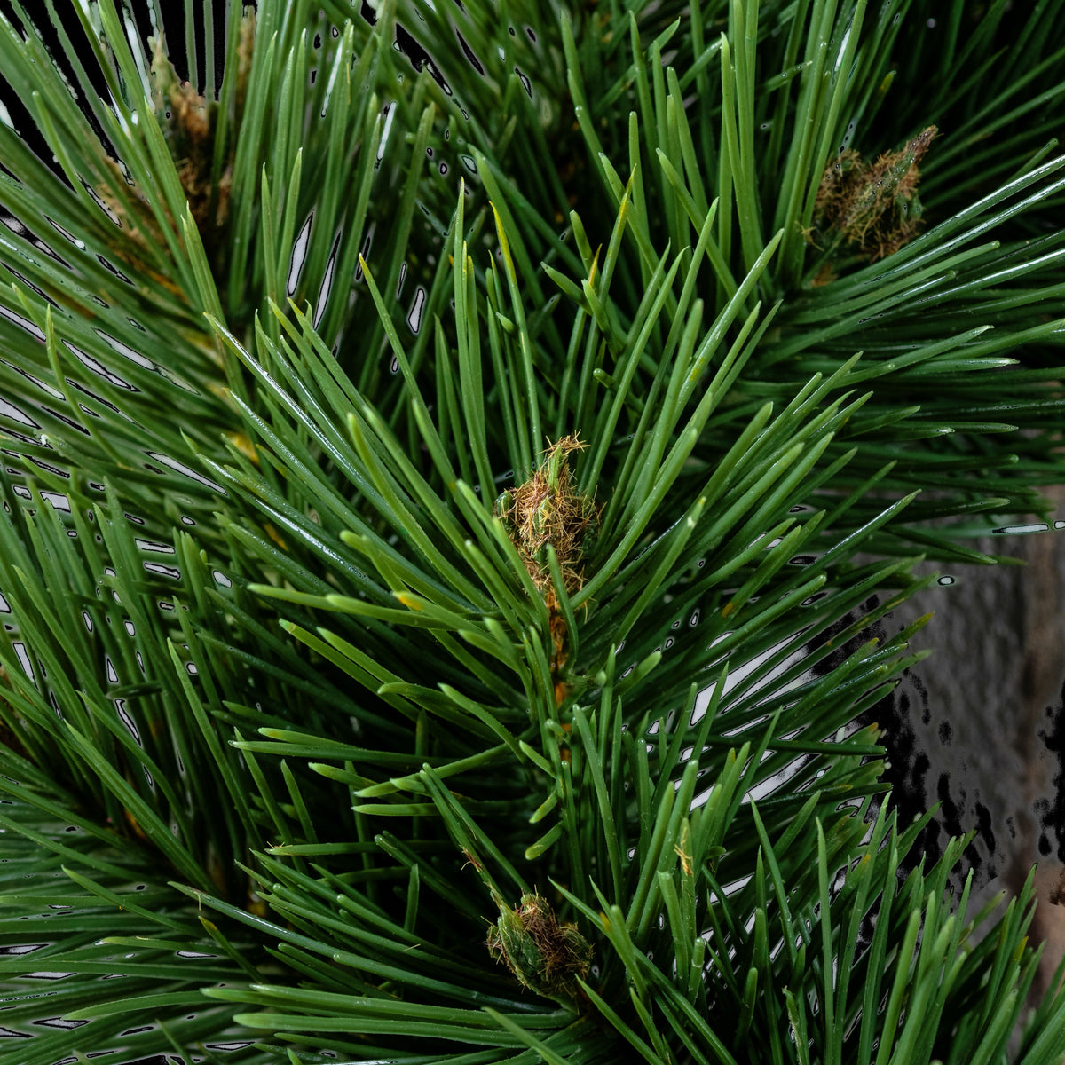 Couronne de pin artificielle 32 cm, gros plan sur les longues aiguilles et les bourgeons bruns