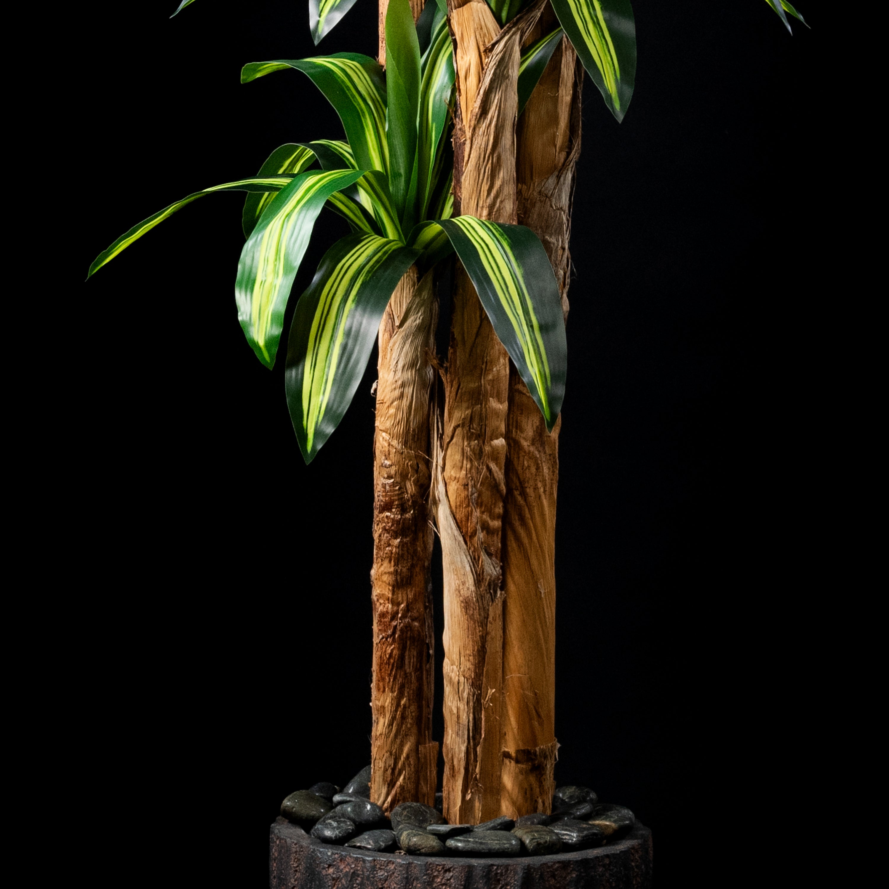 Plante artificielle Dracaena Massangeana 240 cm — détail feuillage réaliste, sans entretien