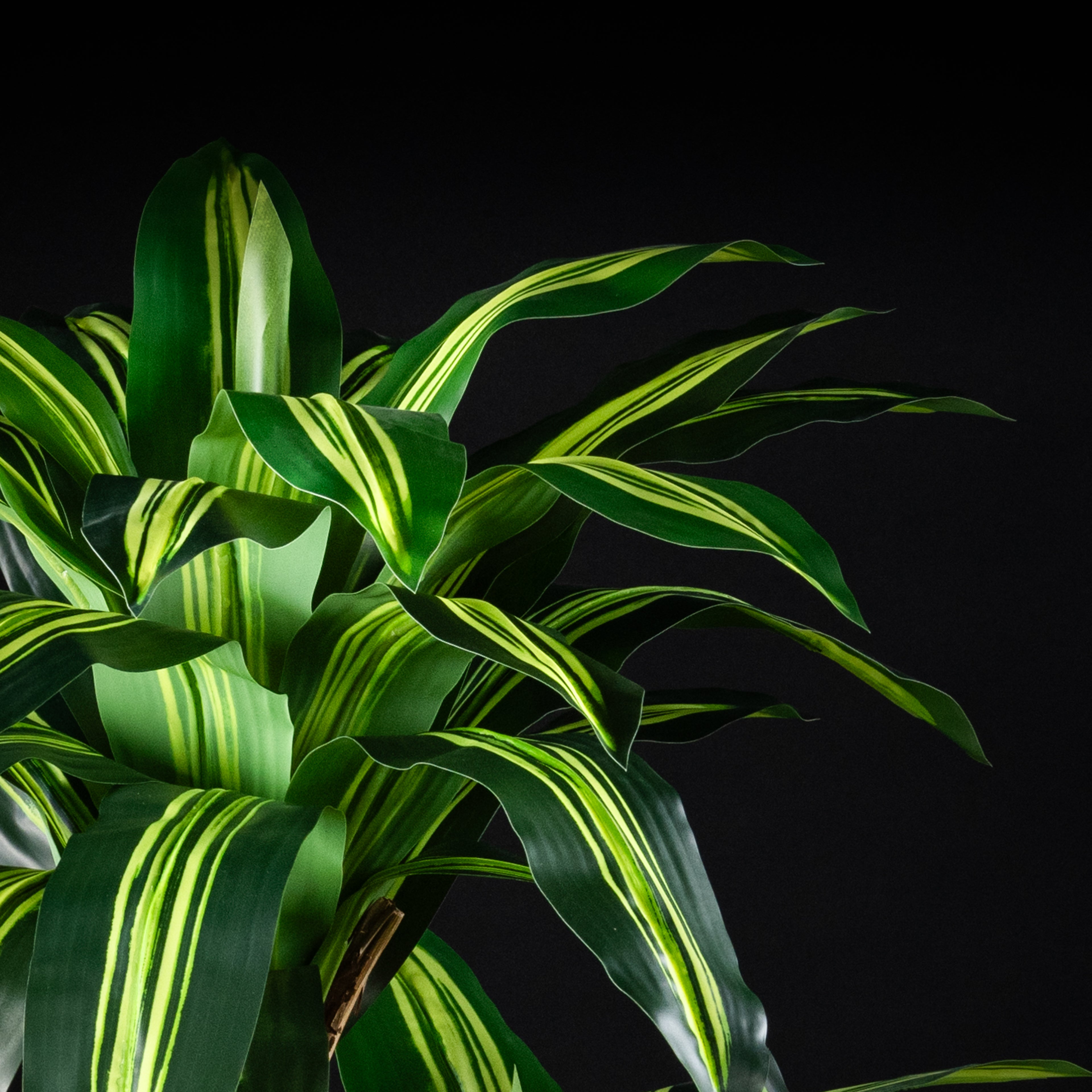 Plante artificielle Dracaena Massangeana 140 cm — vue alternative, plante d&