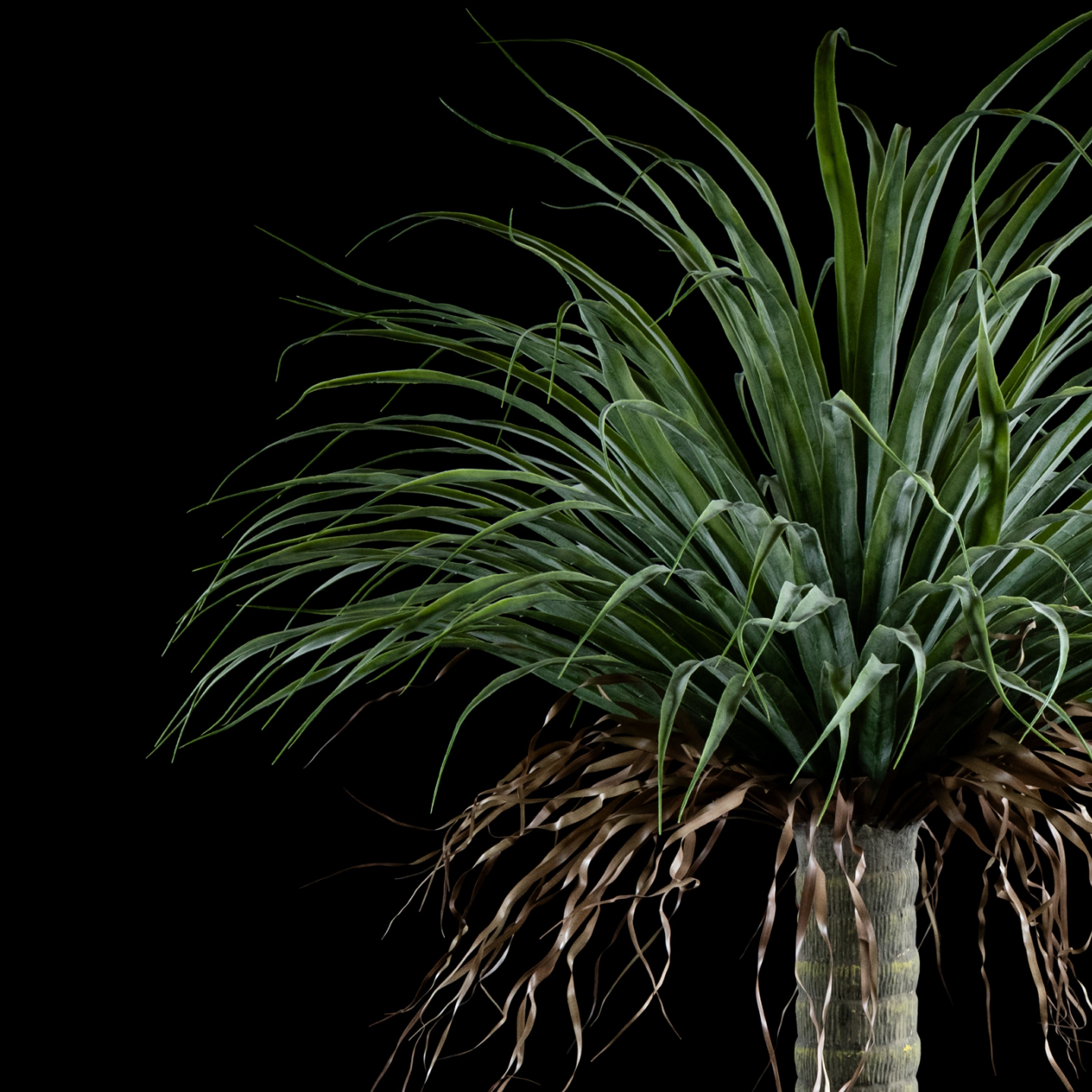 Plante artificielle Dracaena Plante De Dragonnier 140 cm Galan GA — détail feuillage réaliste