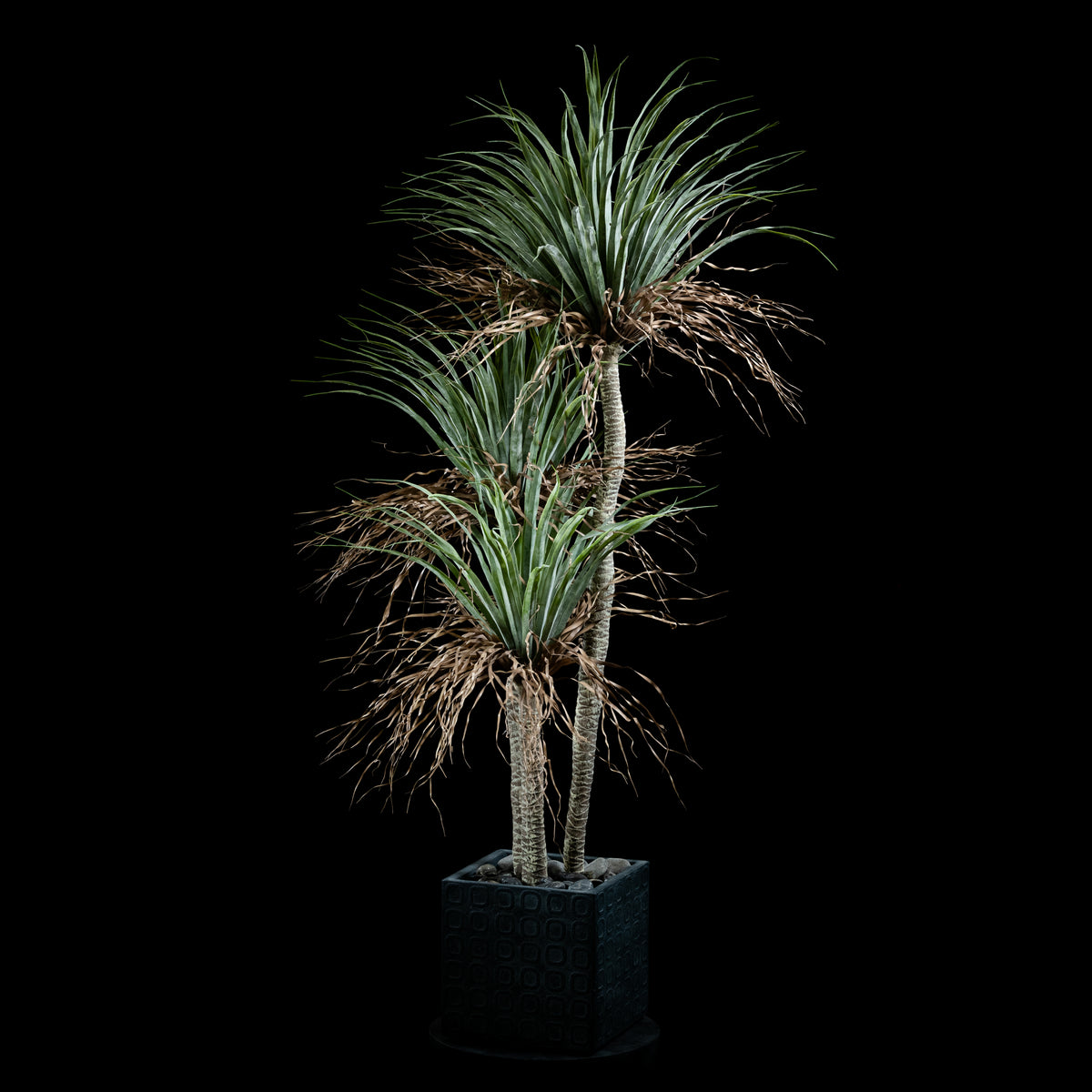 Plante artificielle Dracaena Plante De Dragonnier 170 cm Galan GA — visuel produit pour intérieur
