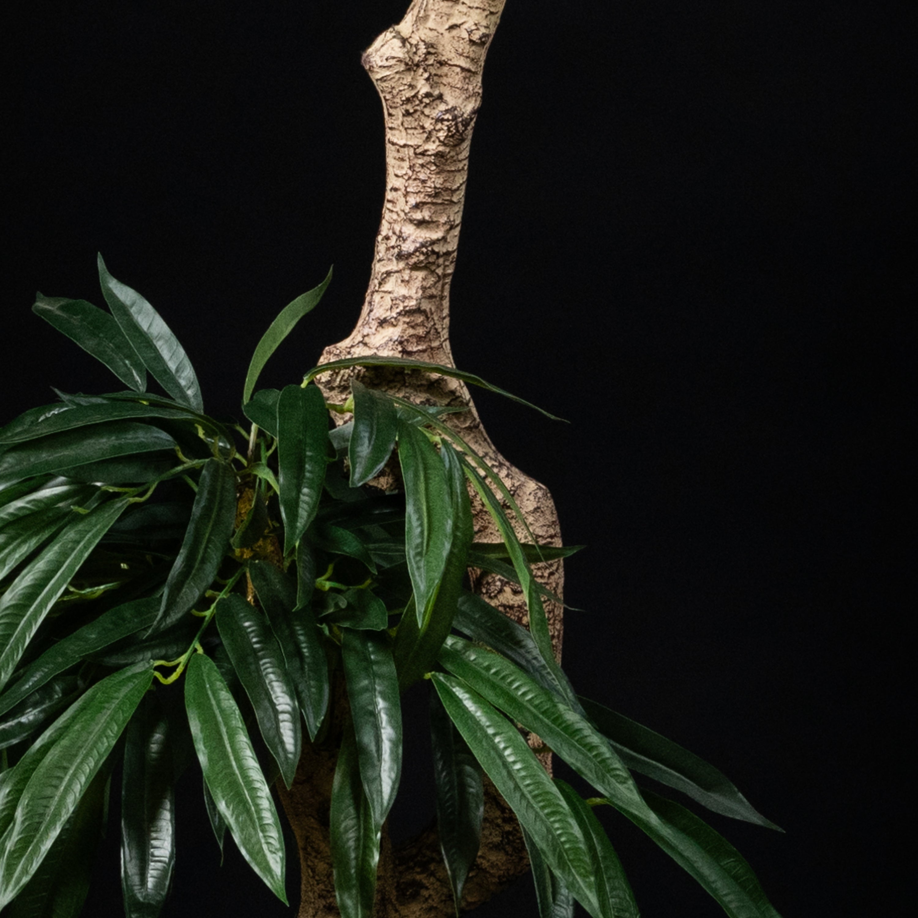 Plante artificielle Ficus Amstel 70 cm — gros plan, qualité premium réaliste