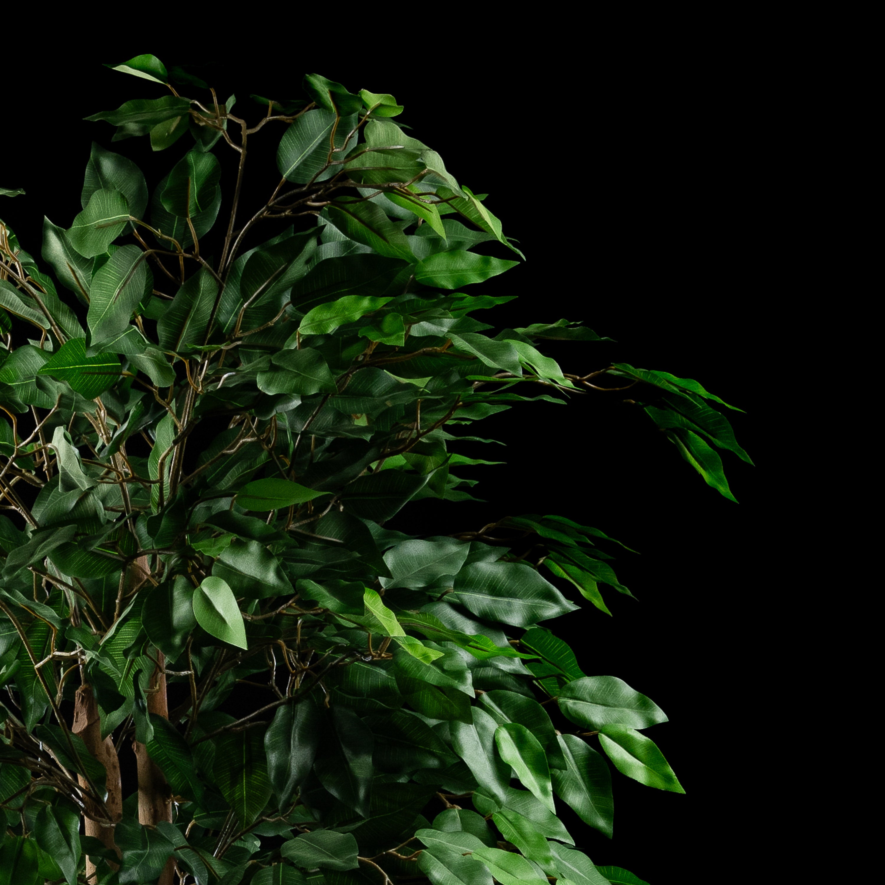 Plante artificielle Ficus Benjamina 150 cm — détail feuillage réaliste, sans entretien