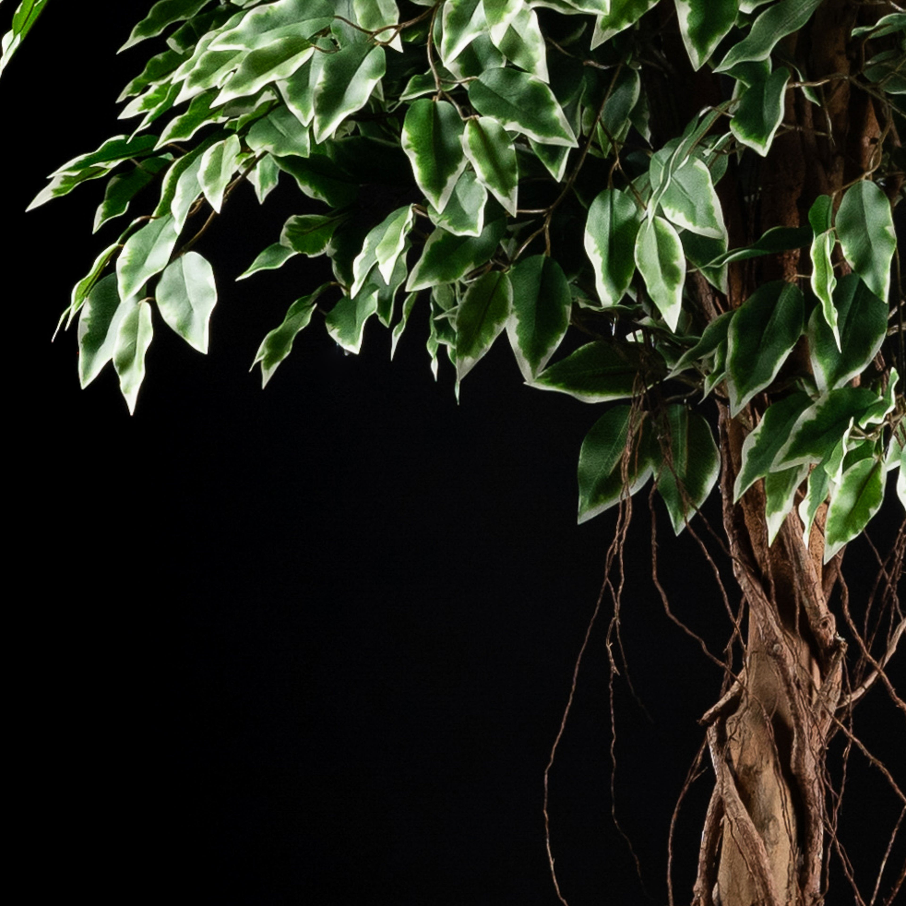 Plante artificielle Ficus Benjamina 240 cm — détail feuillage réaliste, sans entretien