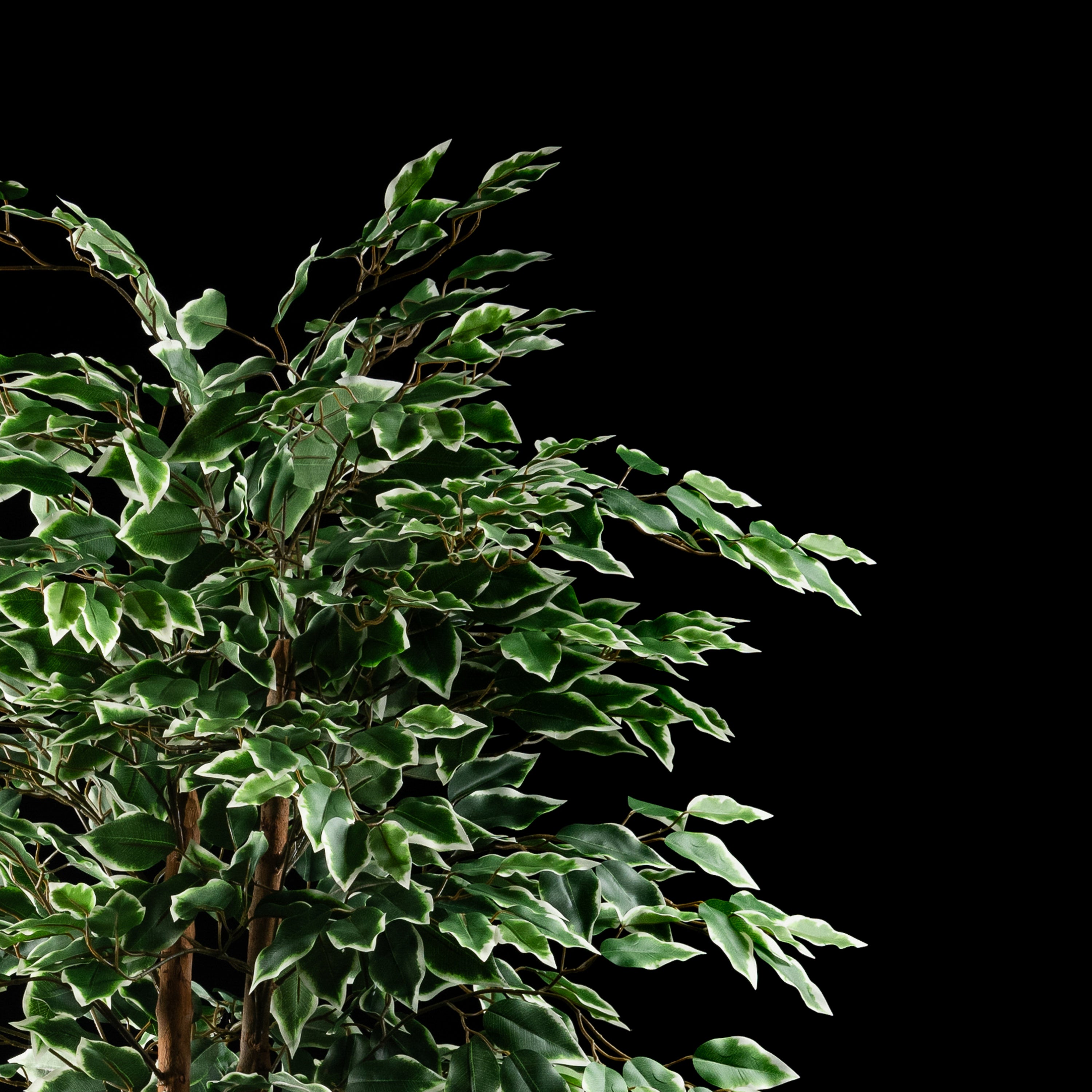 Plante artificielle Ficus Benjamina 180 cm — gros plan, qualité premium réaliste