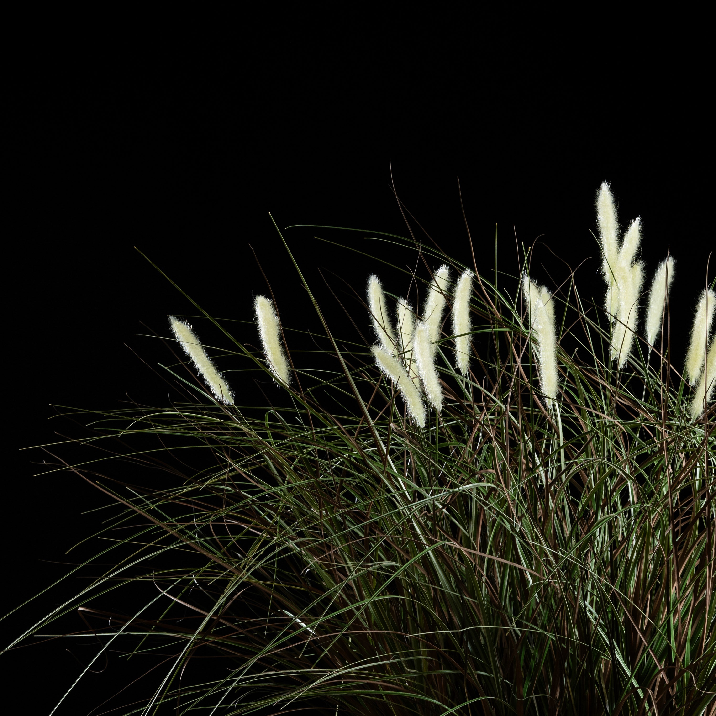 Graminée Pennisetum — vue de face, détail plumes et tiges du graminée artificielle réaliste