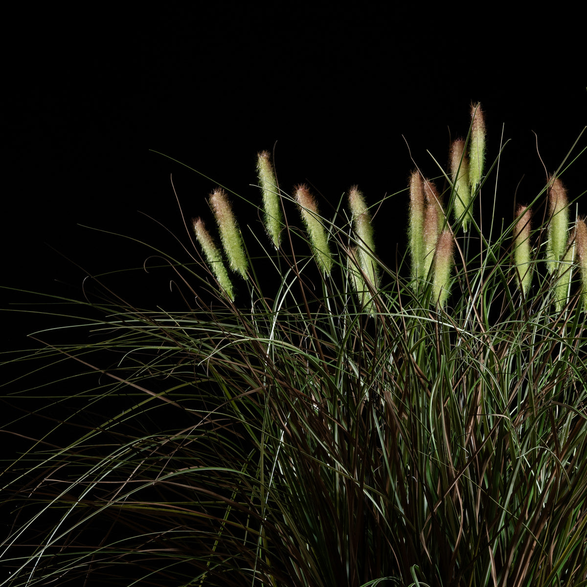 Graminée Pennisetum — vue de face, détail plumes et tiges du graminée artificielle réaliste