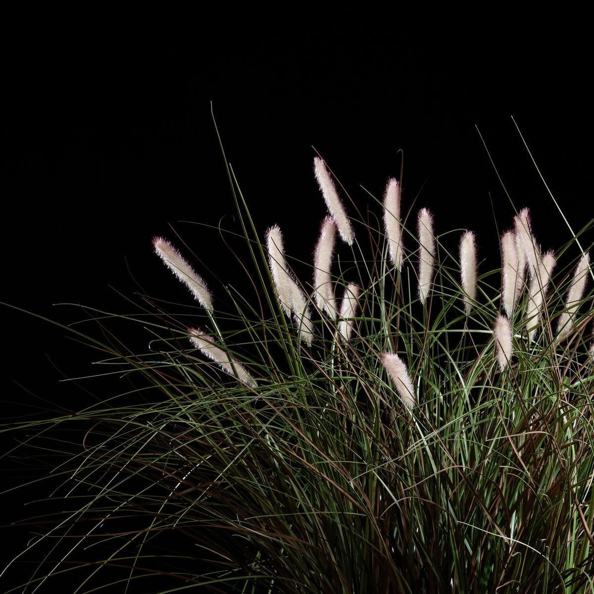 Graminée Pennisetum — vue de face, détail plumes et tiges du graminée artificielle réaliste