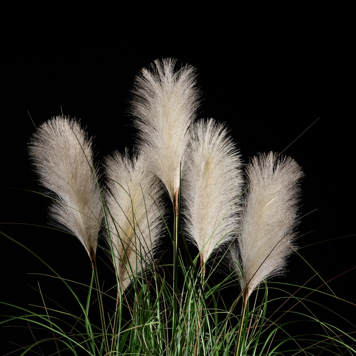 Graminée artificielle Roseau à Plumes 110 cm — vue alternative, plante d&