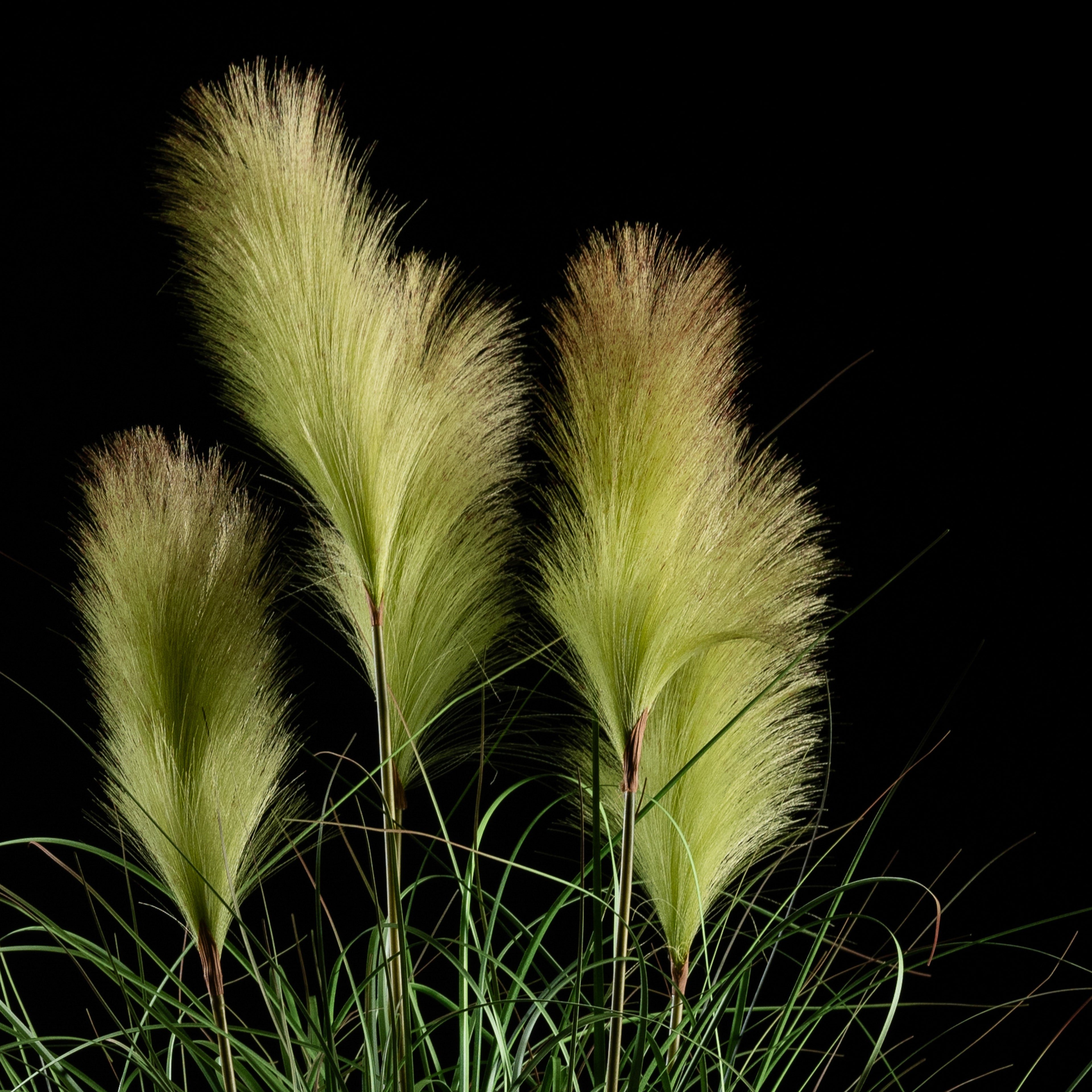Graminée artificielle Roseau à Plumes 110 cm — gros plan, qualité premium réaliste