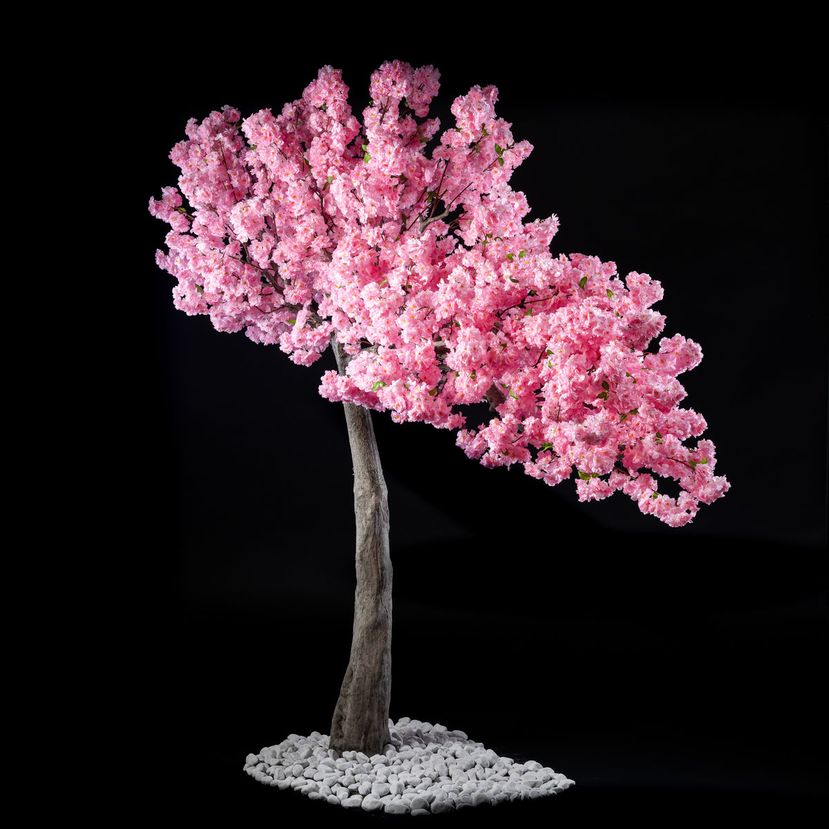 Arbre Japonais - Cerisier