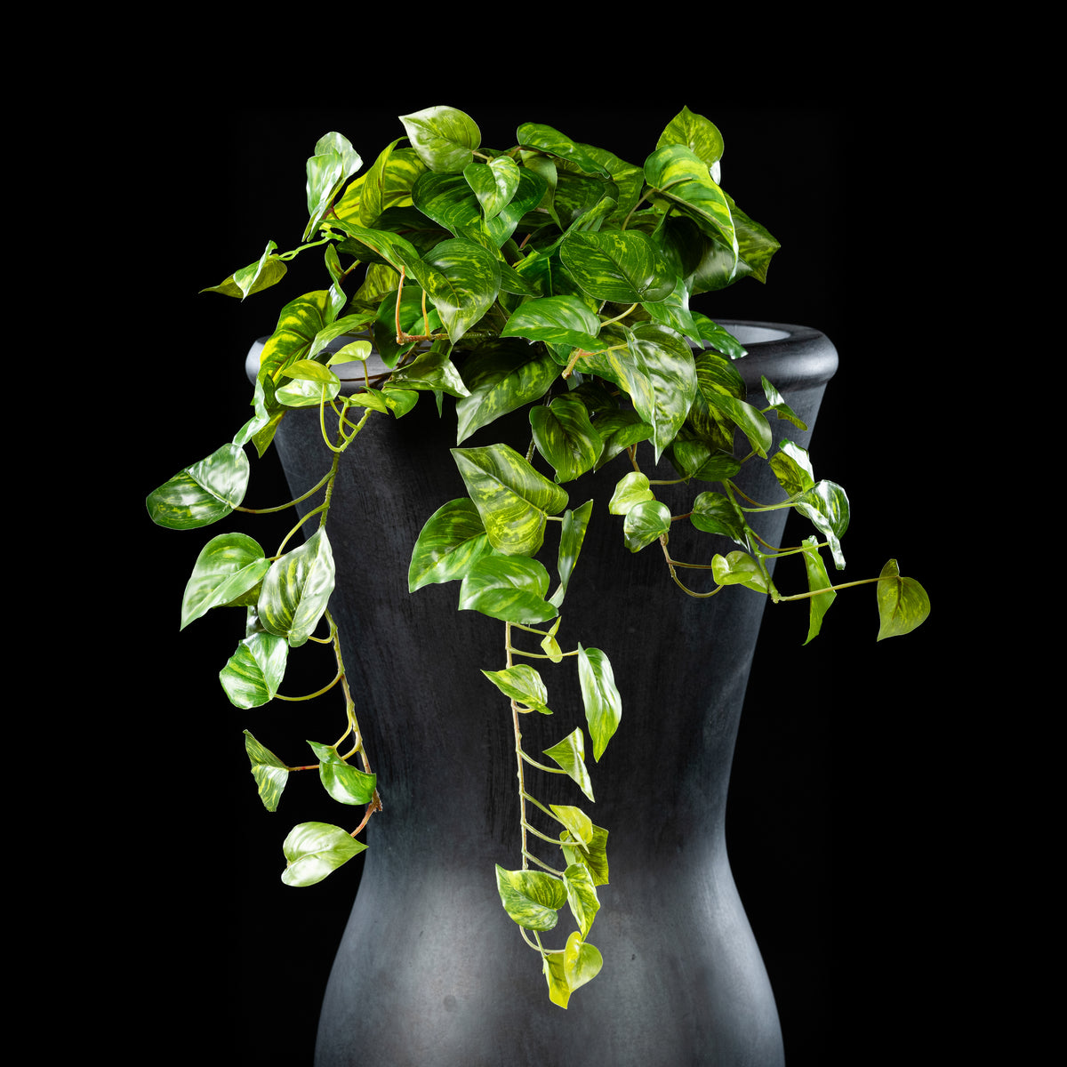 Chute - Pothos