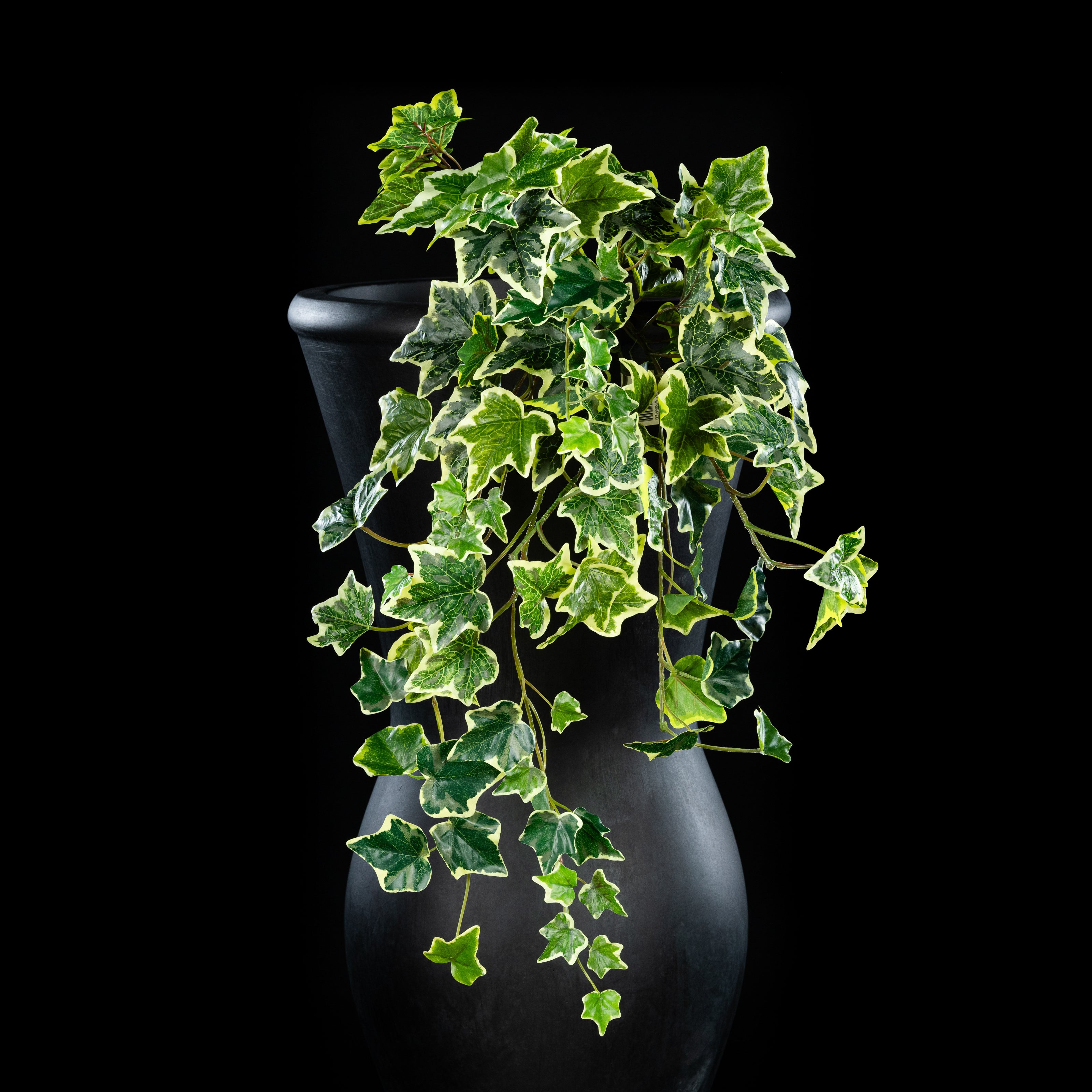 Chute - Hedera