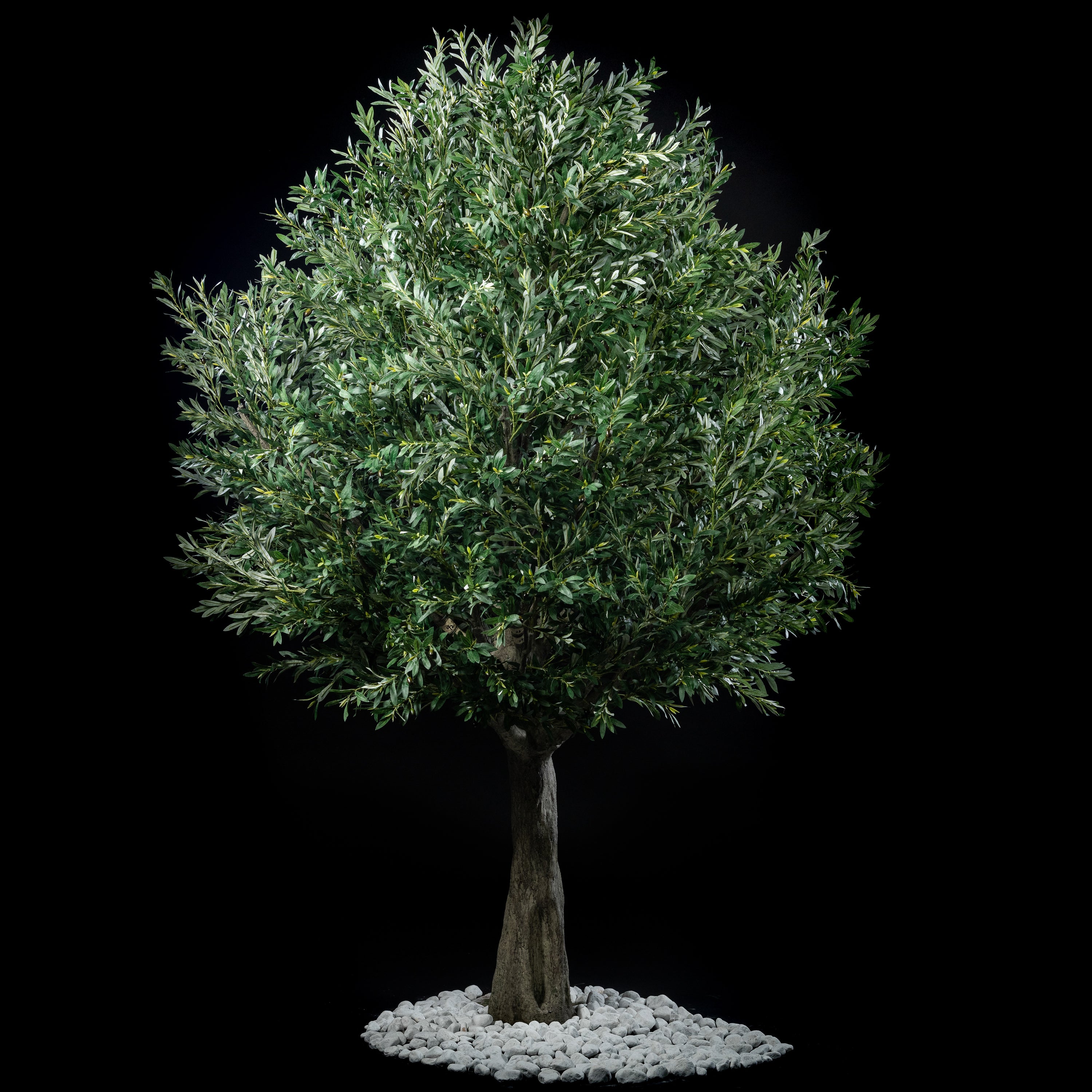 Arbre Japonais - Olivier