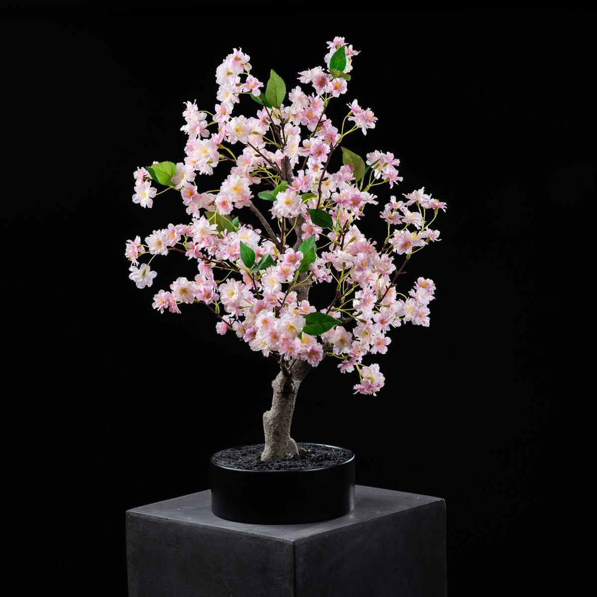 Bonsai - Cerisier