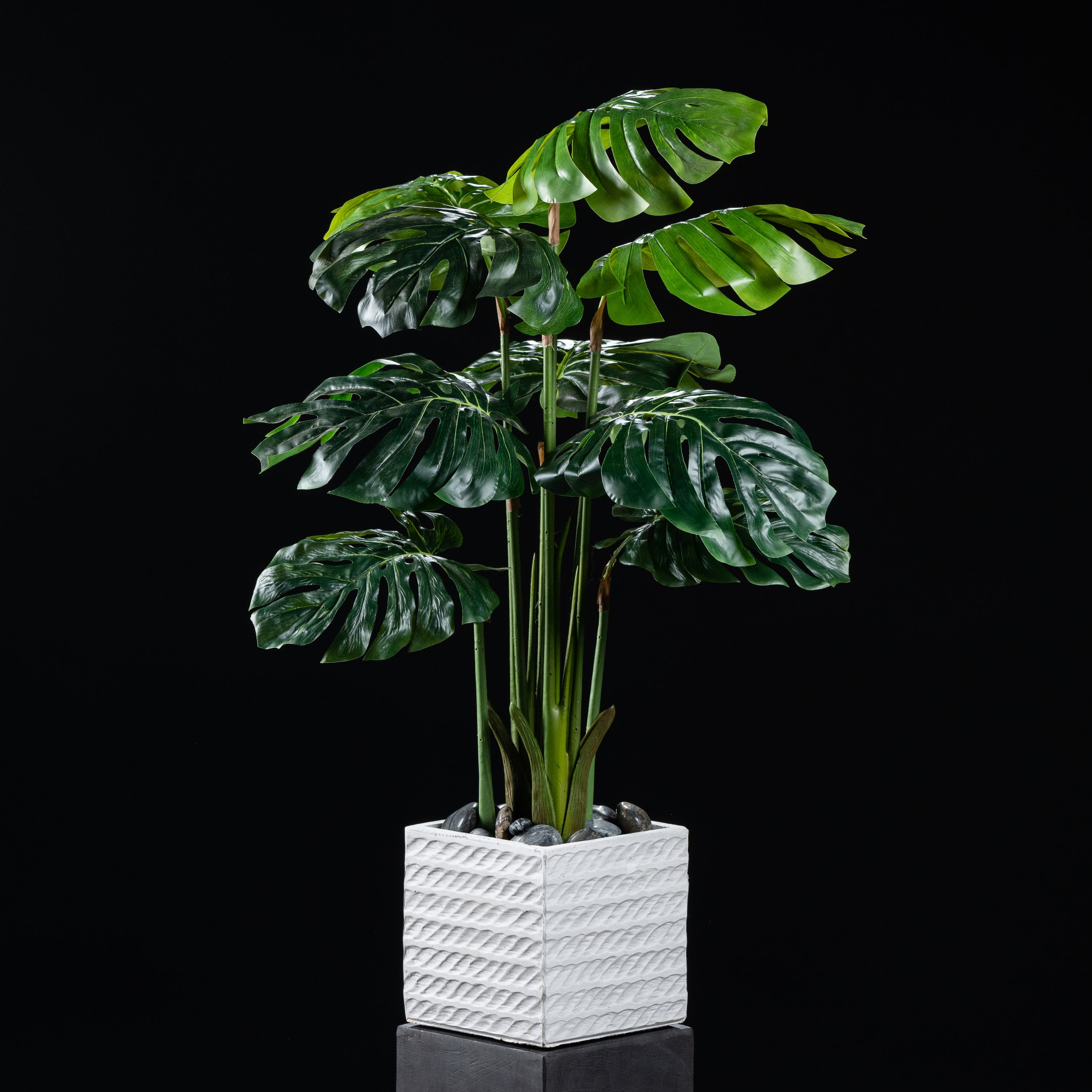 Philodendron - Monstera