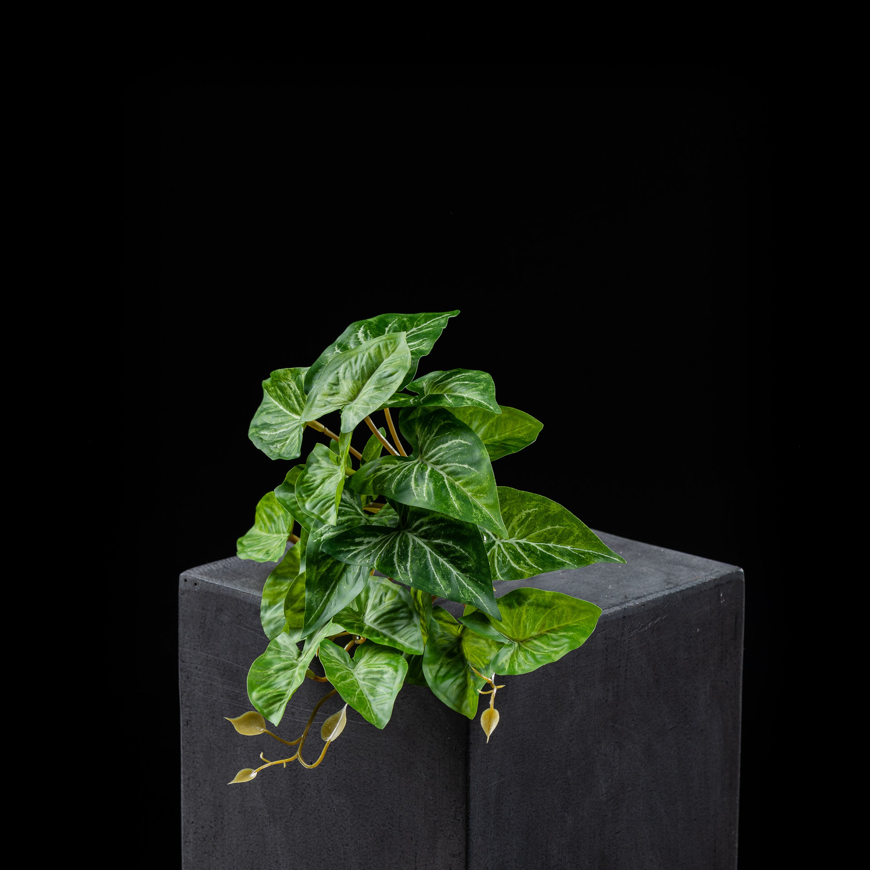 Chute - Syngonium