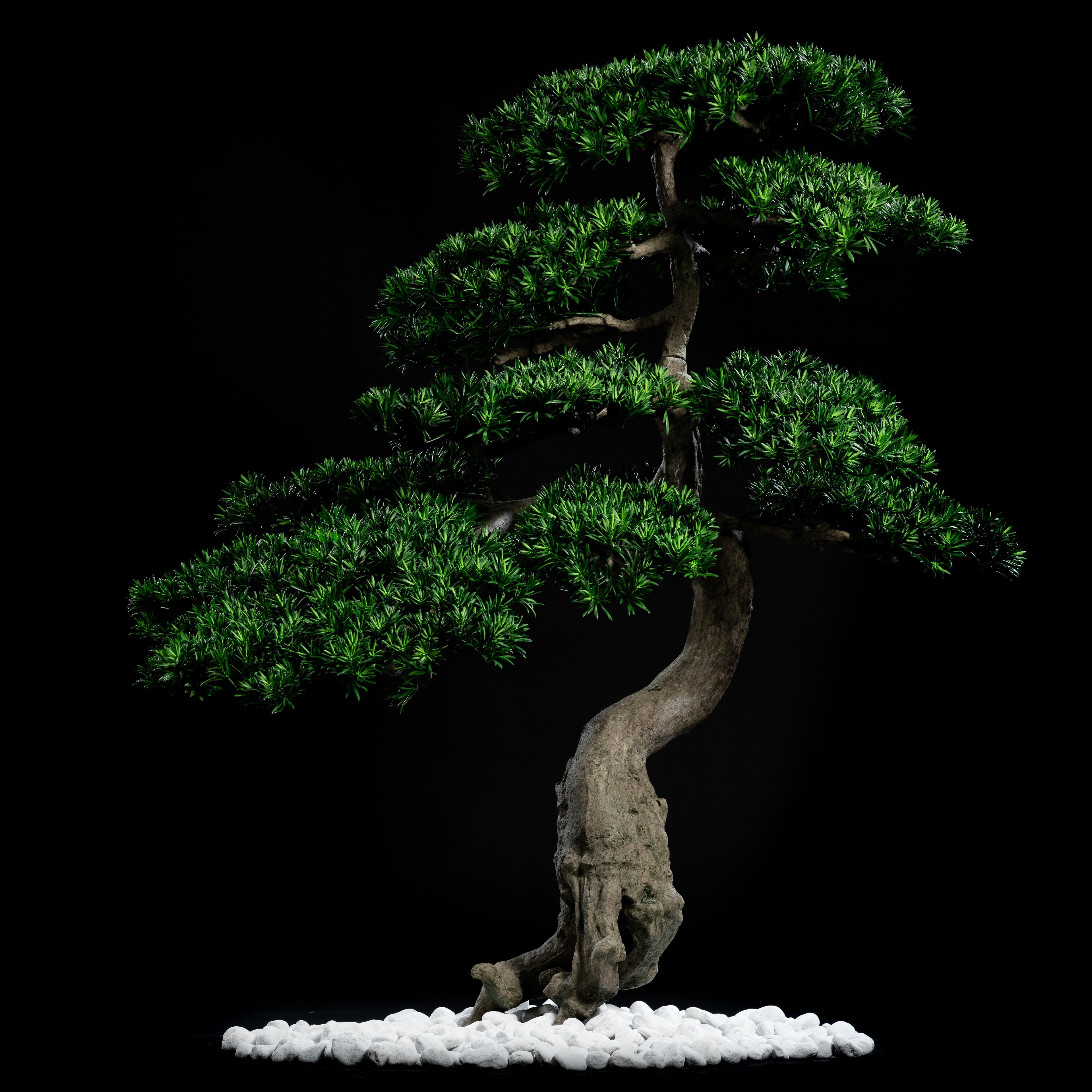 Arbre Japonais Pin - nuage