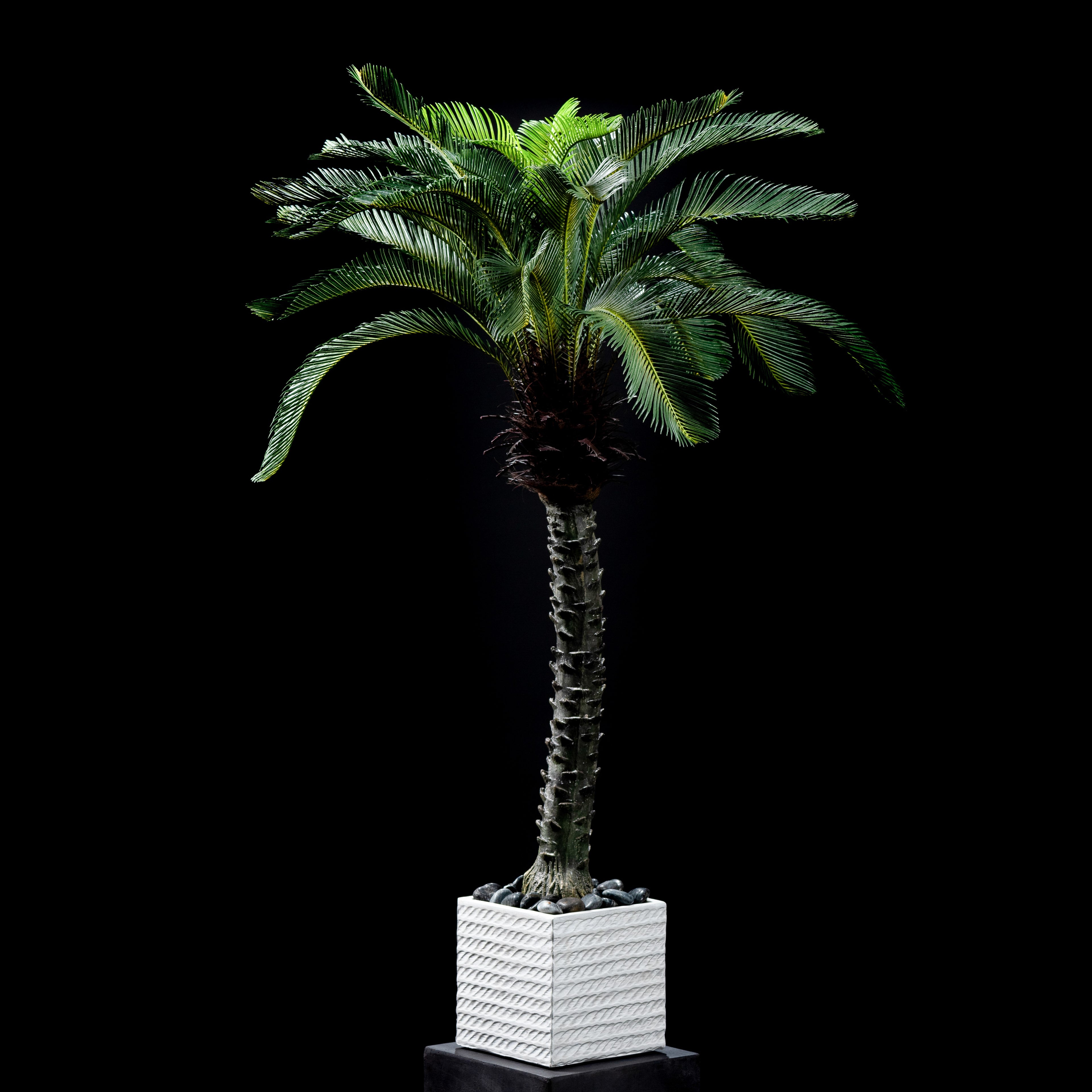 Cycas trunk