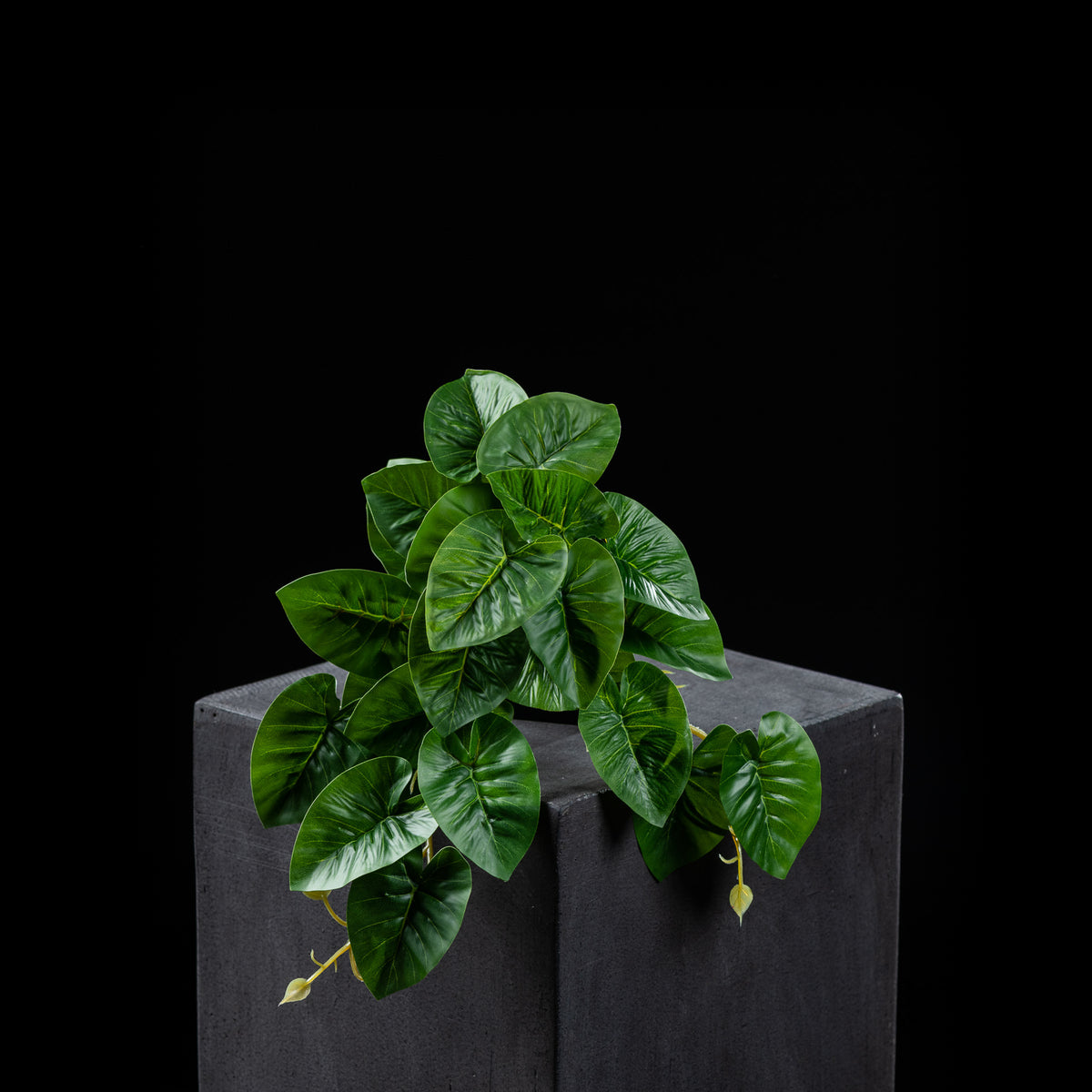Fall - Philodendron