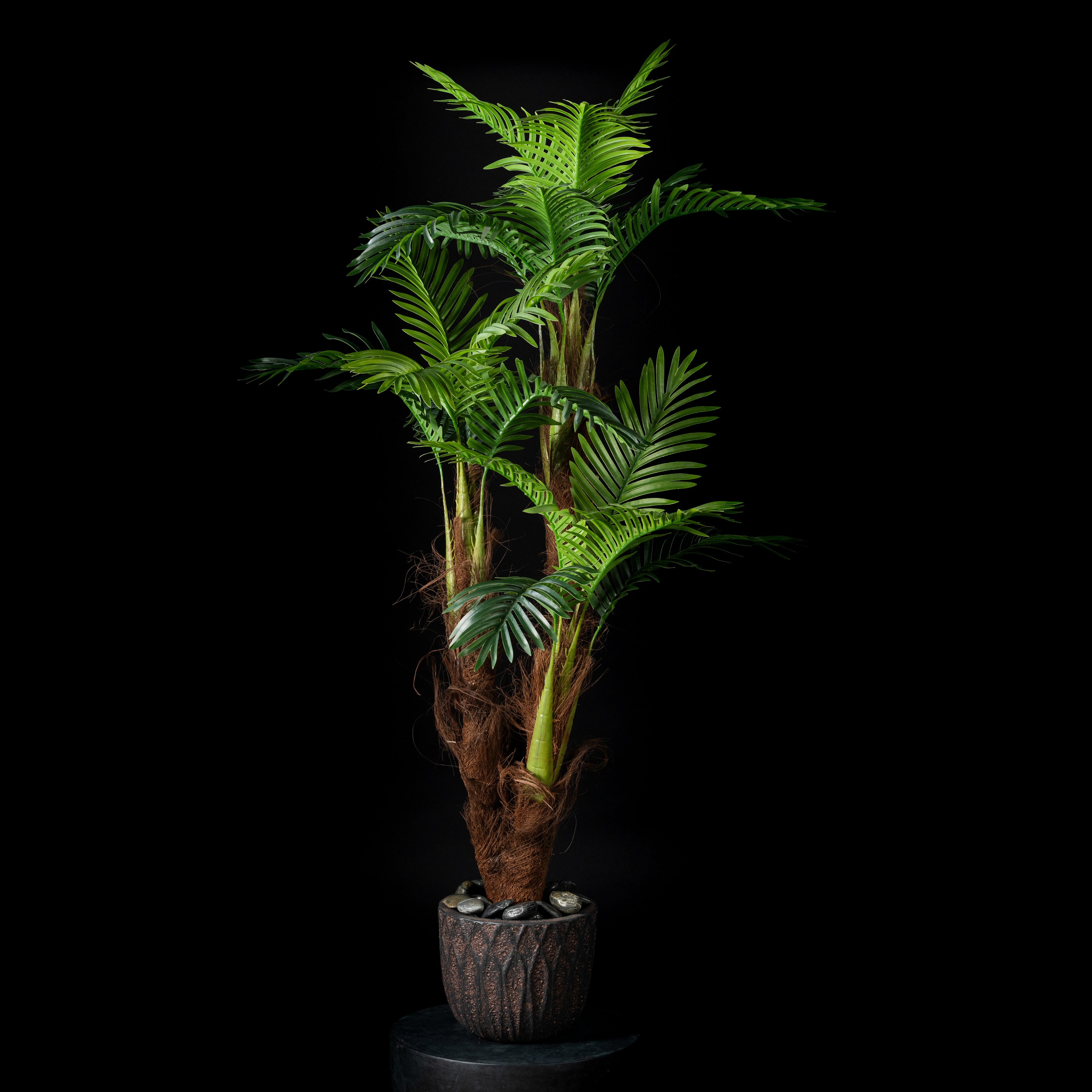 Palm tree 3 trunks