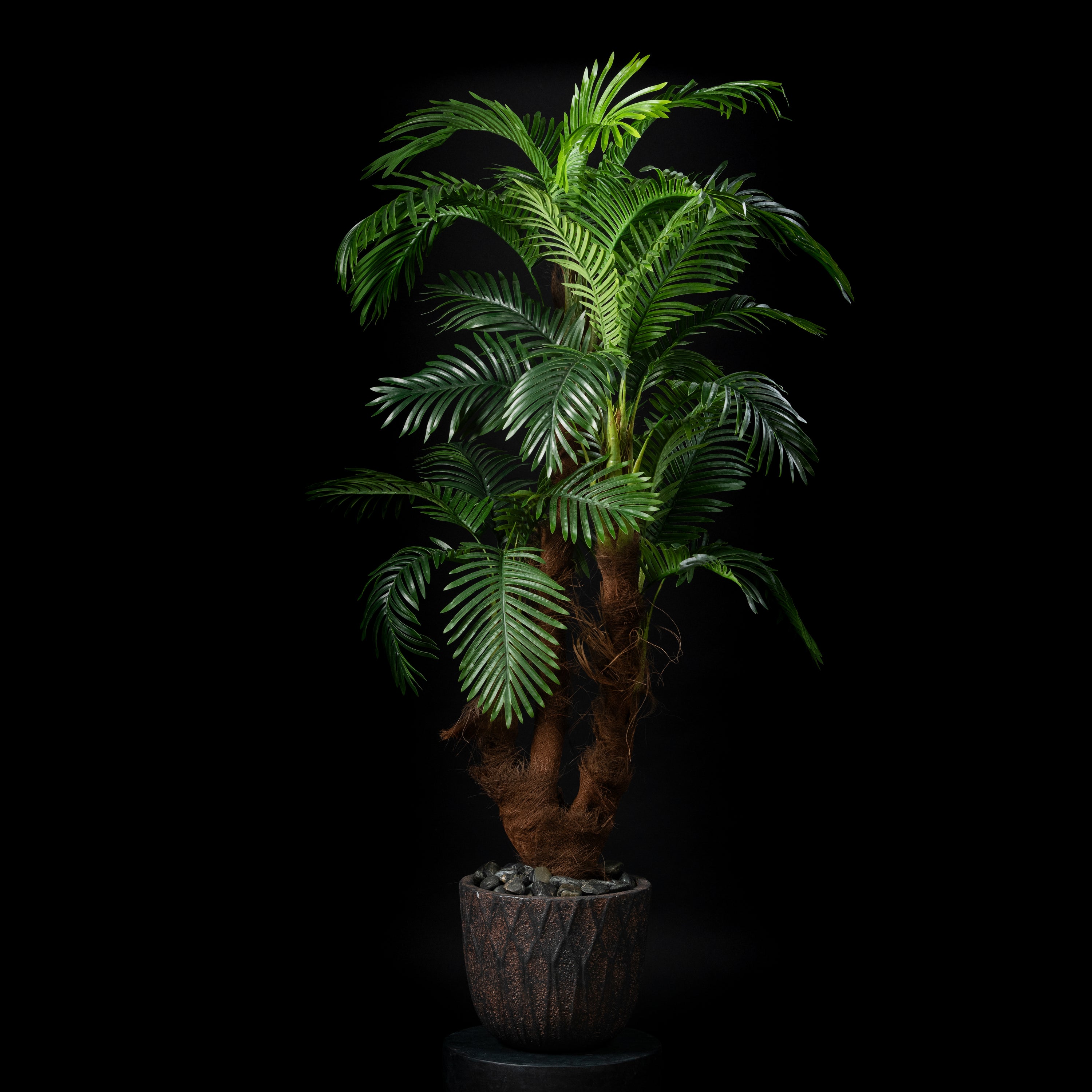 Palm tree - Coco 5 trunks